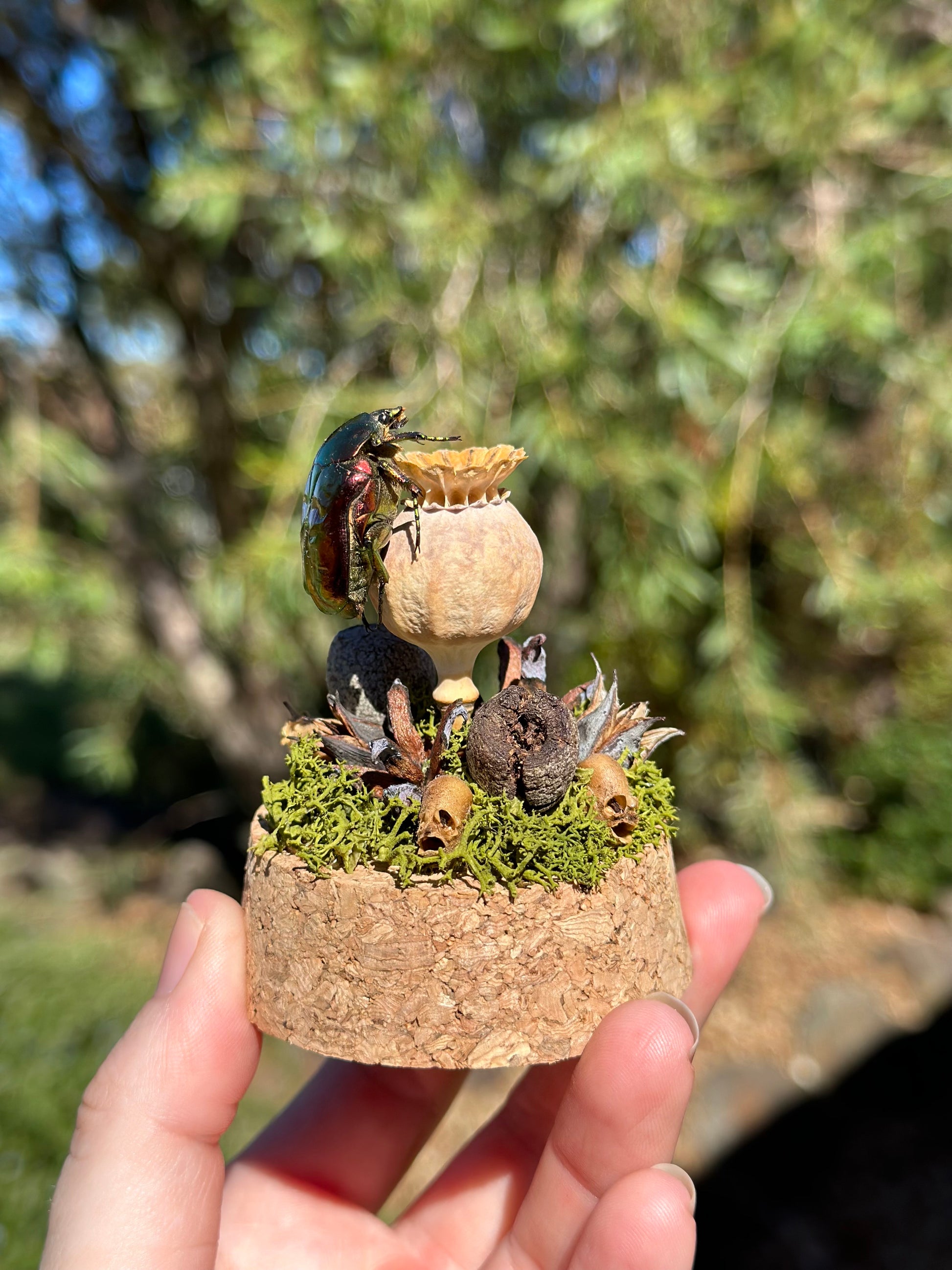 Metallic Beetle (Protaetia ignea) on a poppy seed with real preserved reindeer moss and dried florals in a glass dome