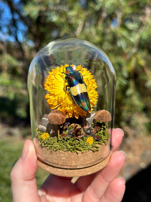 Jewel Wood-Boring Beetle (Chrysochroa toulgoeti) on a strawflower with real preserved reindeer moss and dried florals in a glass dome