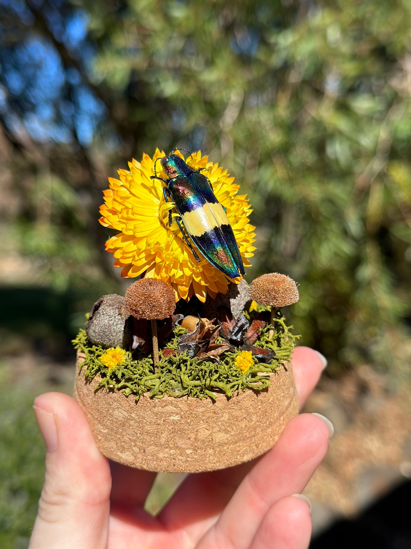 Jewel Wood-Boring Beetle (Chrysochroa toulgoeti) on a strawflower with real preserved reindeer moss and dried florals in a glass dome