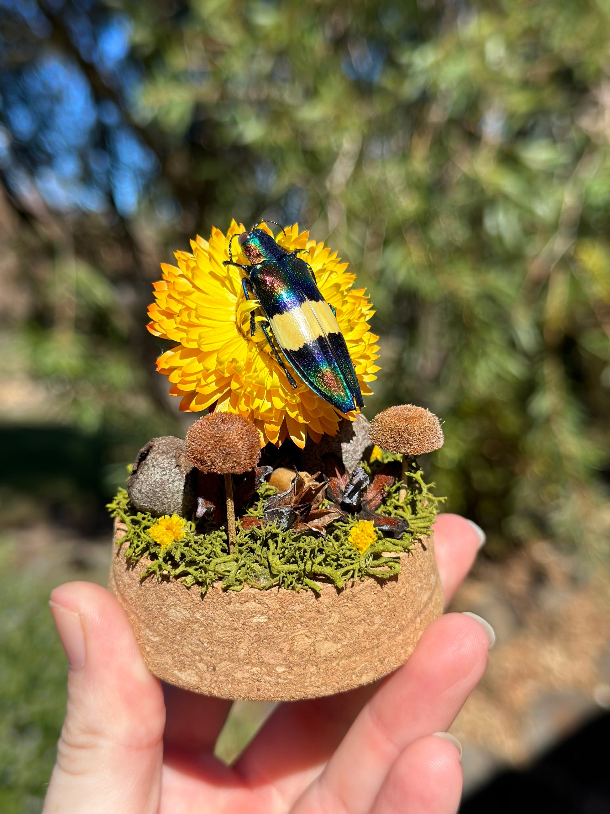 Jewel Wood-Boring Beetle (Chrysochroa toulgoeti) on a strawflower with real preserved reindeer moss and dried florals in a glass dome