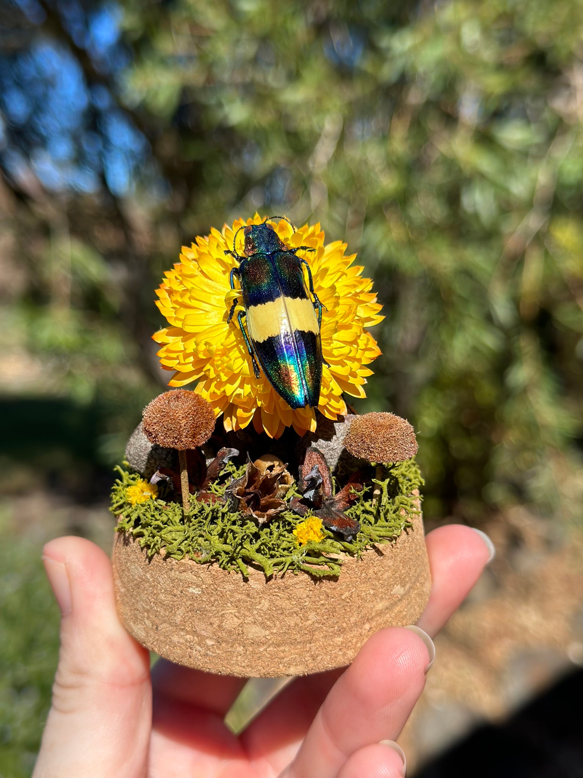 Jewel Wood-Boring Beetle (Chrysochroa toulgoeti) on a strawflower with real preserved reindeer moss and dried florals in a glass dome