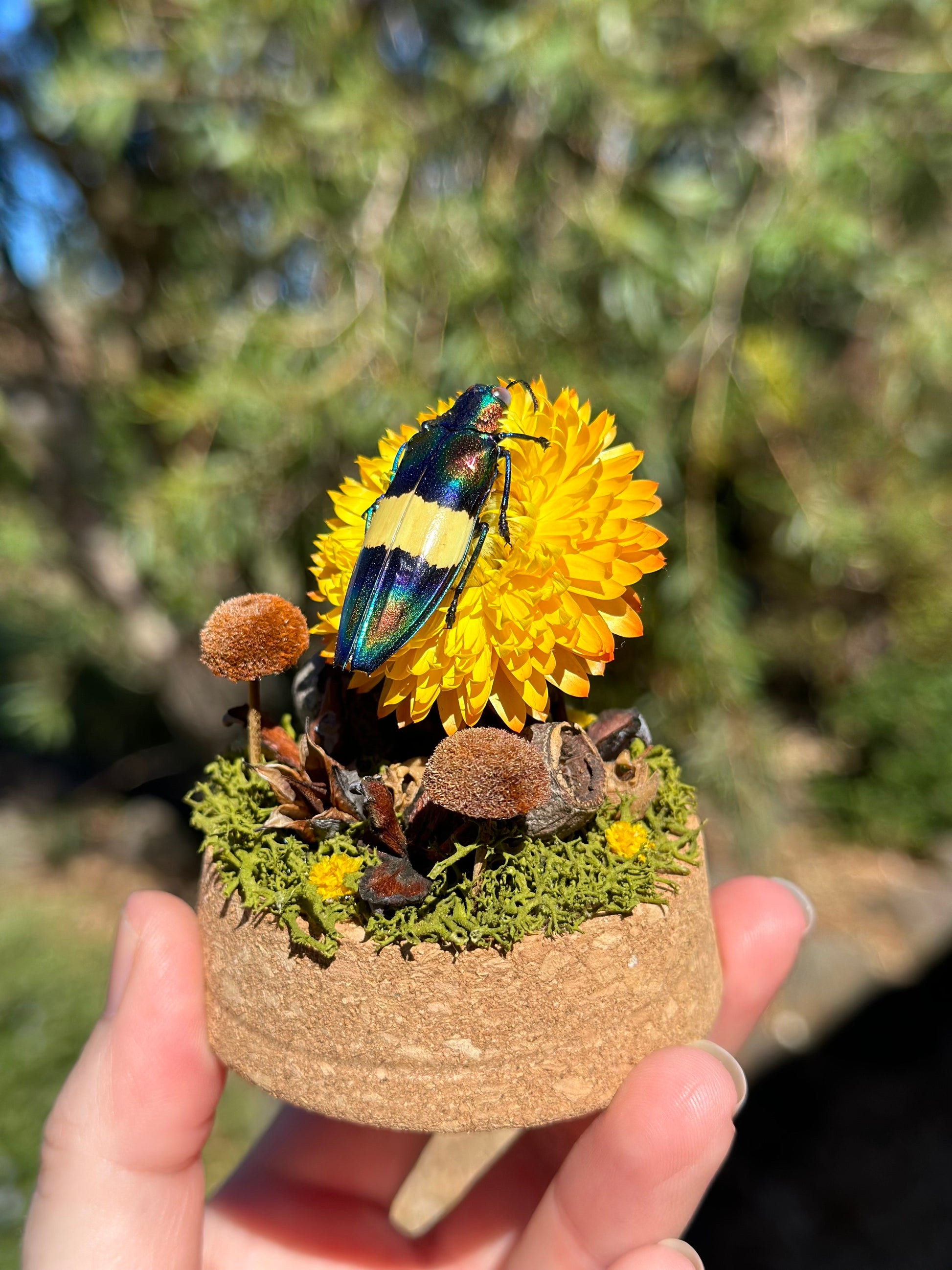 Jewel Wood-Boring Beetle (Chrysochroa toulgoeti) on a strawflower with real preserved reindeer moss and dried florals in a glass dome