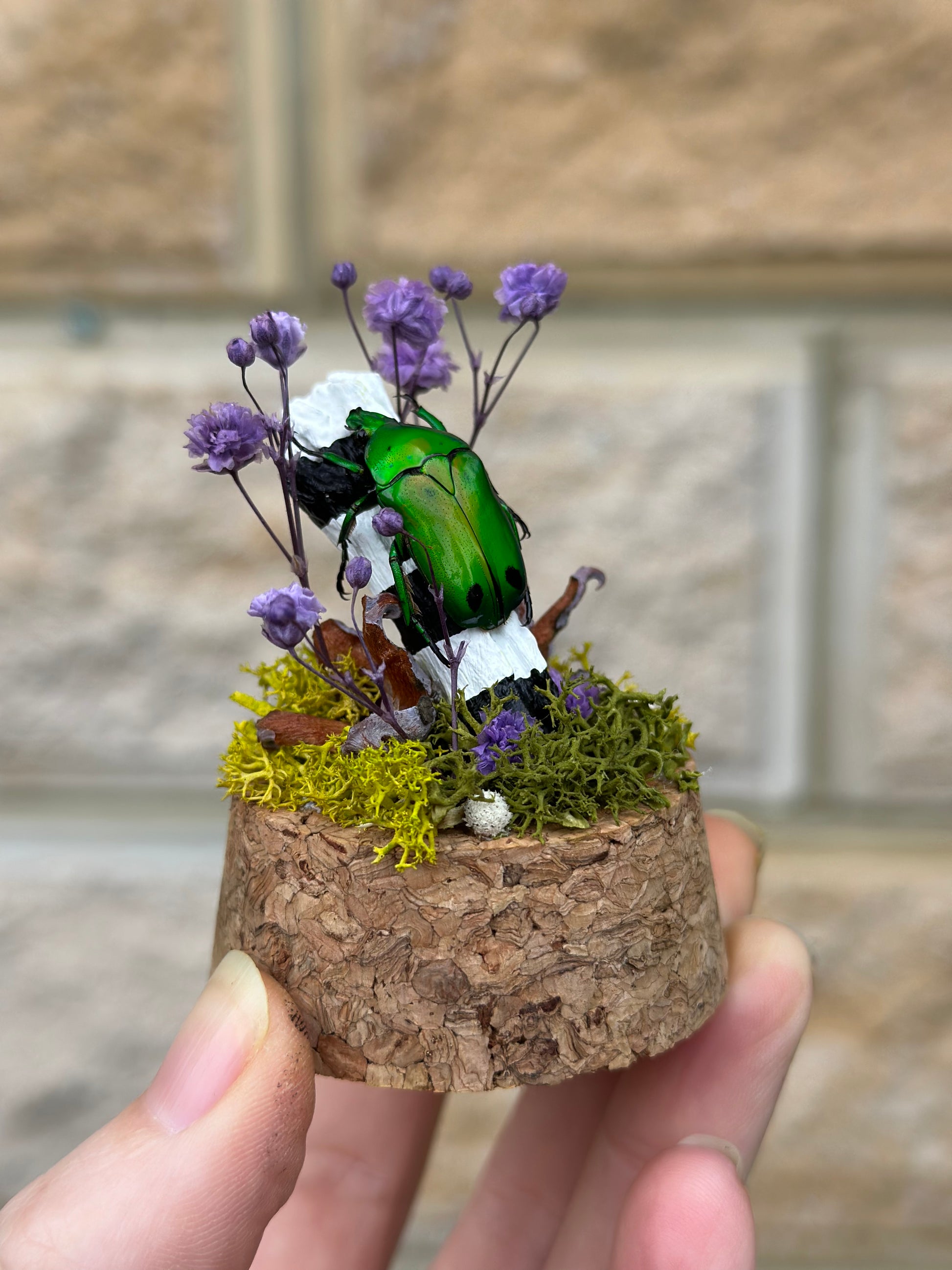 A Green scarab beetle (Green Scarab Beetle (Heterorrhina sexmaculata) in a miniature dome with preserved flowers