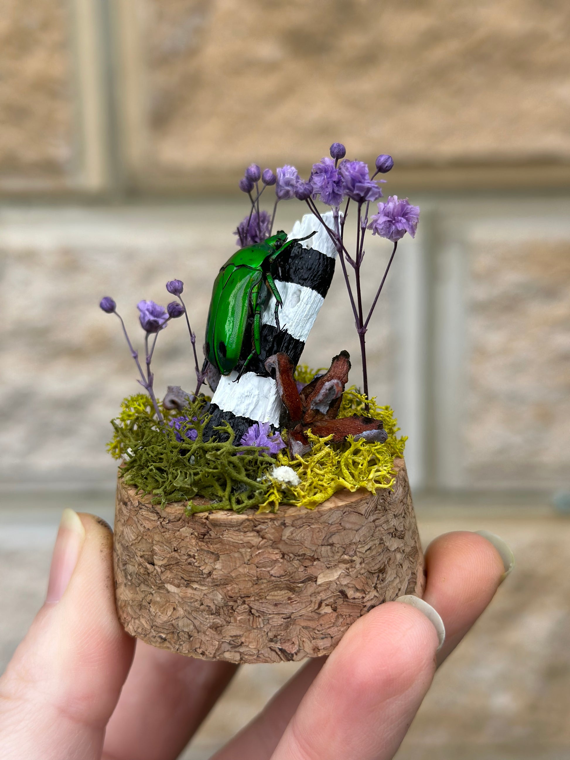 A Green scarab beetle (Green Scarab Beetle (Heterorrhina sexmaculata) in a miniature dome with preserved flowers