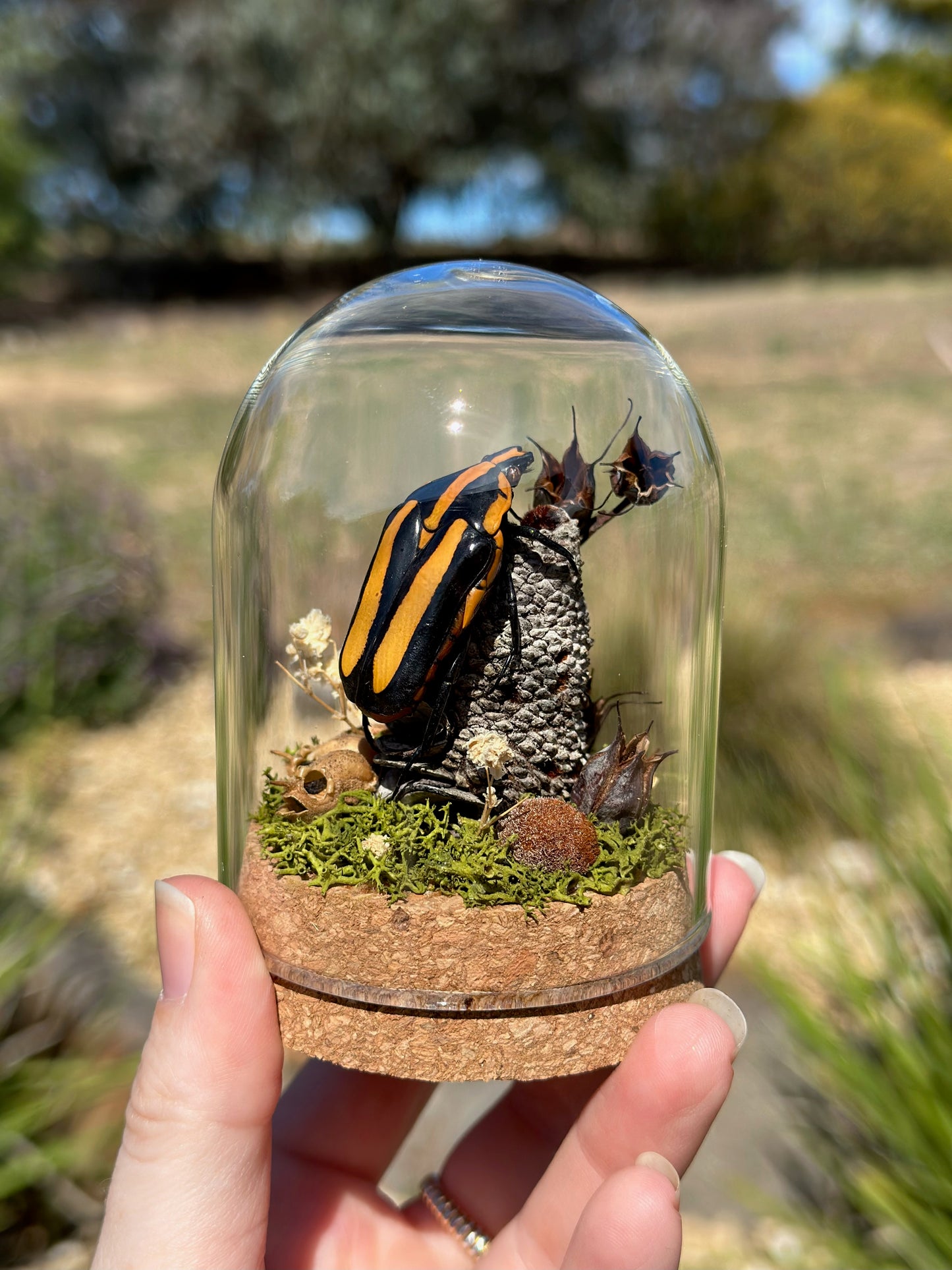 A Black Tiger Beetle (Clerota rigifica) on a banksia pod in a glass dome terrarium 