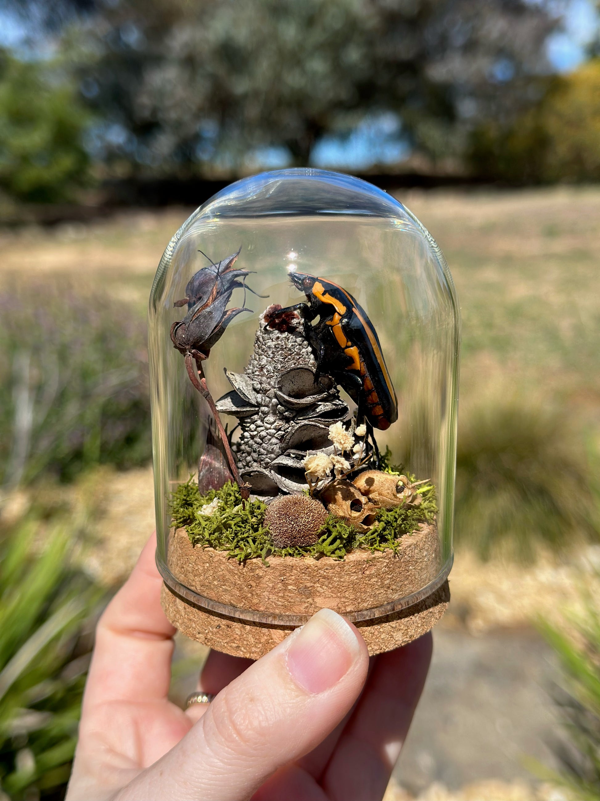 A Black Tiger Beetle (Clerota rigifica) on a banksia pod in a glass dome terrarium 