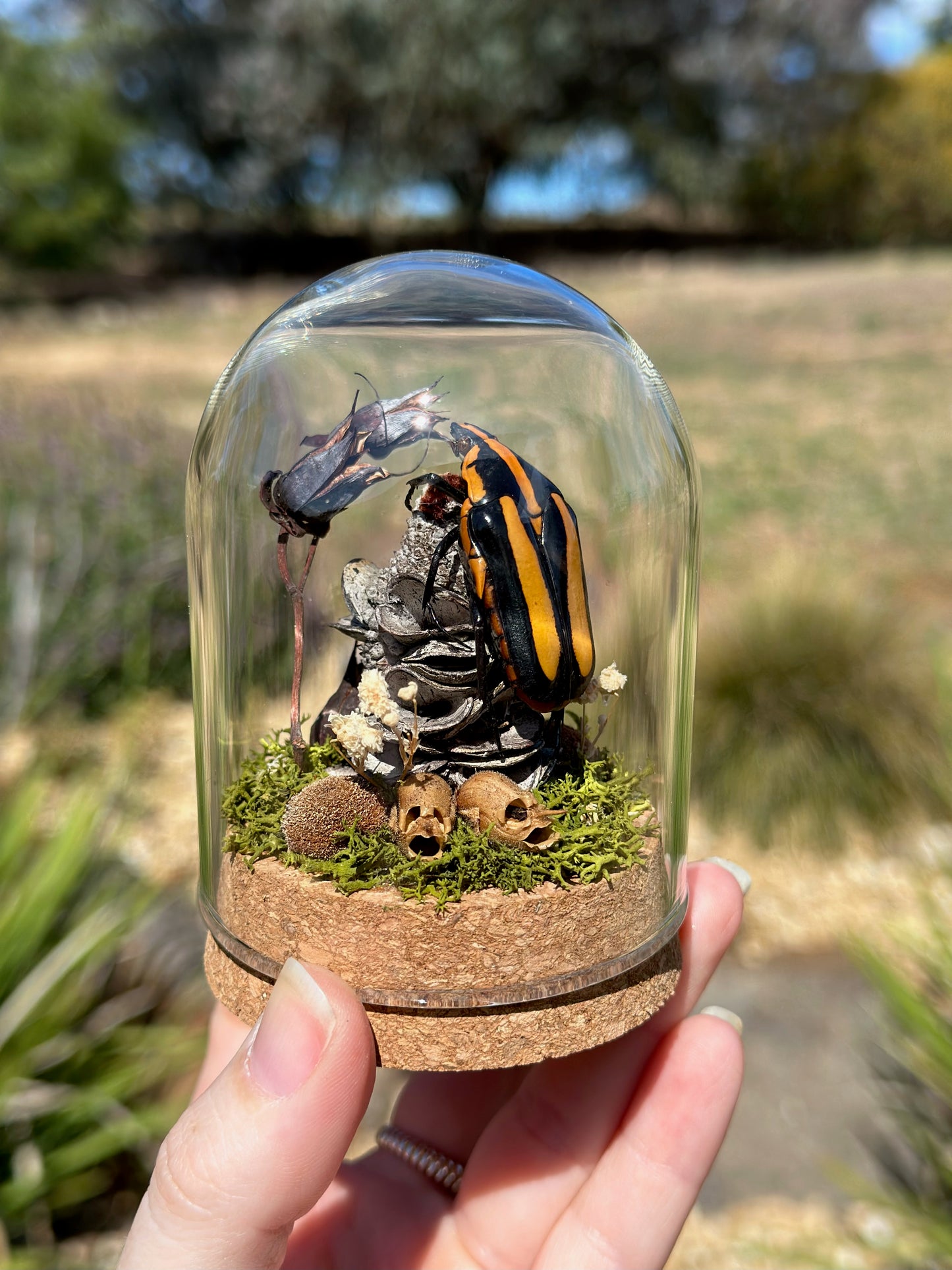 A Black Tiger Beetle (Clerota rigifica) on a banksia pod in a glass dome terrarium 