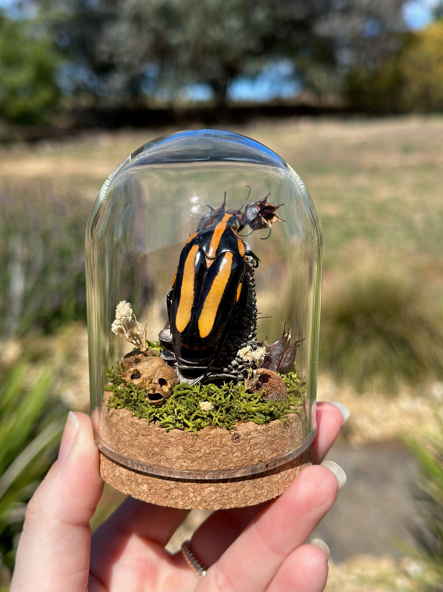 A Black Tiger Beetle (Clerota rigifica) on a banksia pod in a glass dome terrarium 