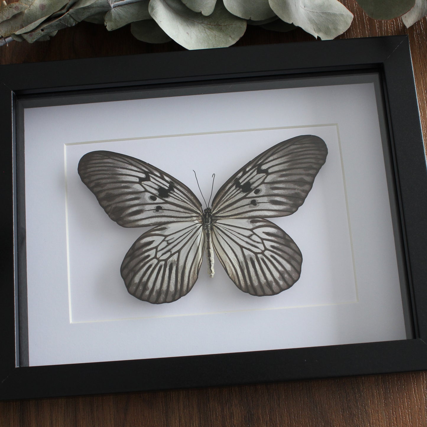 A taxidermy Blanchard's Ghost Butterfly (Idea blanchardii) mounted onto white backing in a black shadow box frame