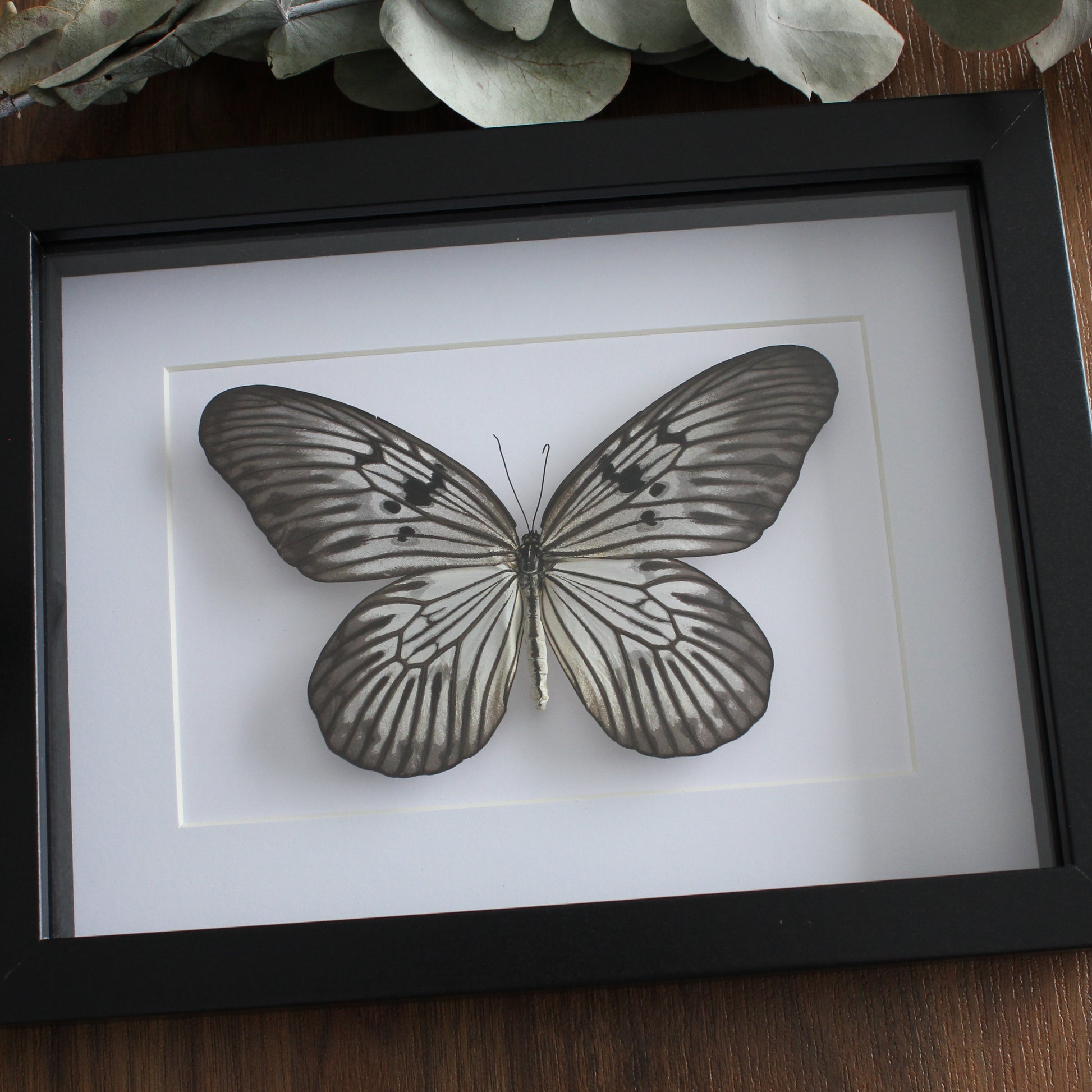 A taxidermy Blanchard's Ghost Butterfly (Idea blanchardii) mounted onto white backing in a black shadow box frame