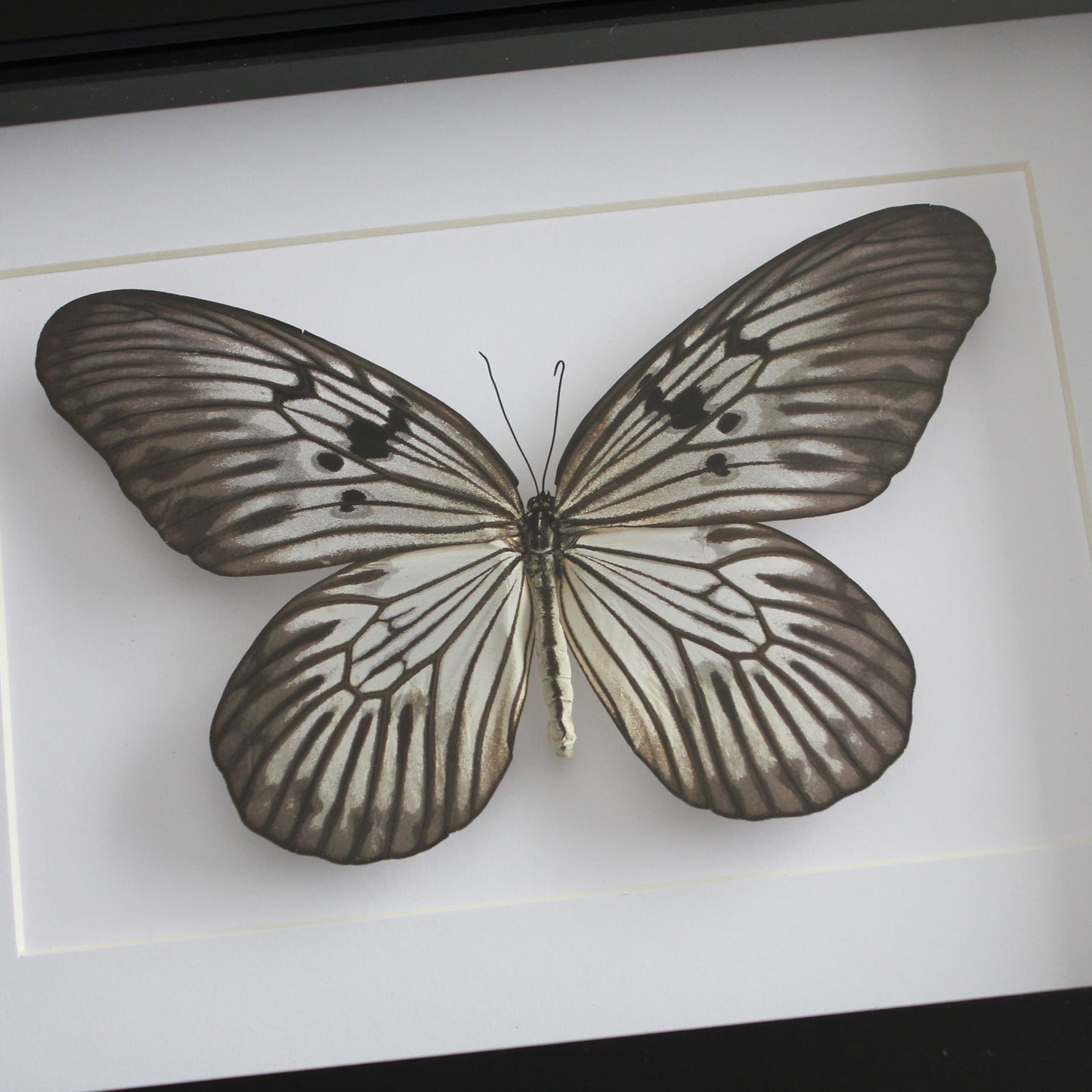 A taxidermy Blanchard's Ghost Butterfly (Idea blanchardii) mounted onto white backing in a black shadow box frame