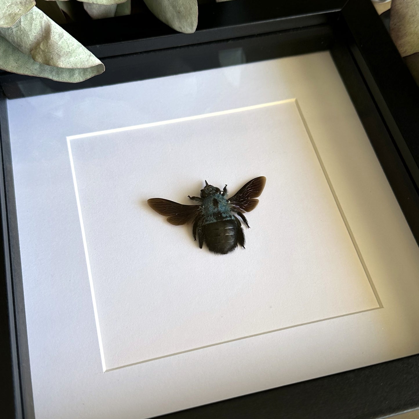 Blue Carpenter Bee (Xylocopa caerulea) in a shadow box frame