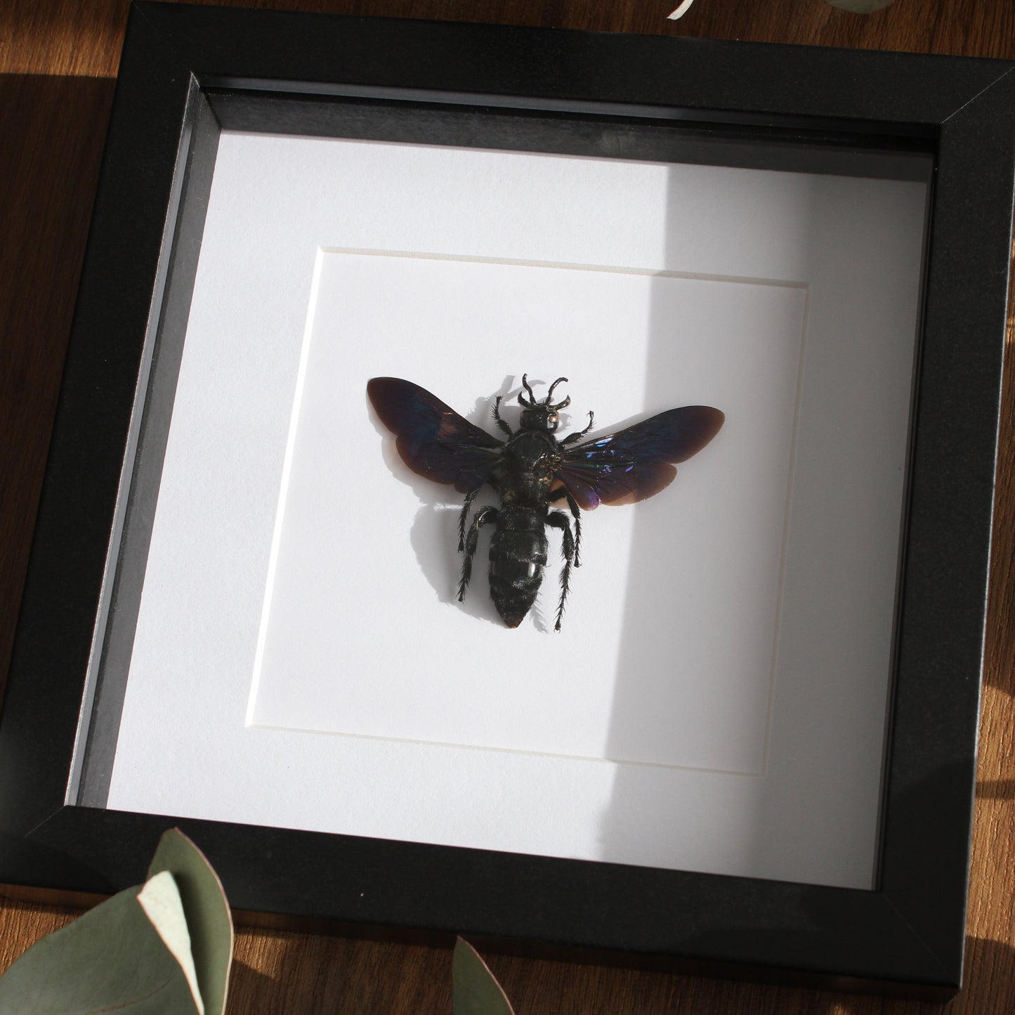 A beautiful Giant Blue Wasp (Megascolia velutina velutina) mounted onto white backing in a black shadow box frame.