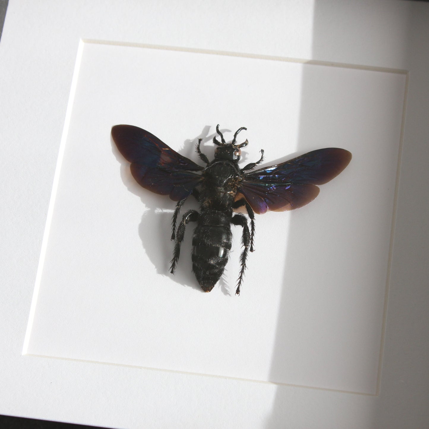 A beautiful Giant Blue Wasp (Megascolia velutina velutina) mounted onto white backing in a black shadow box frame.