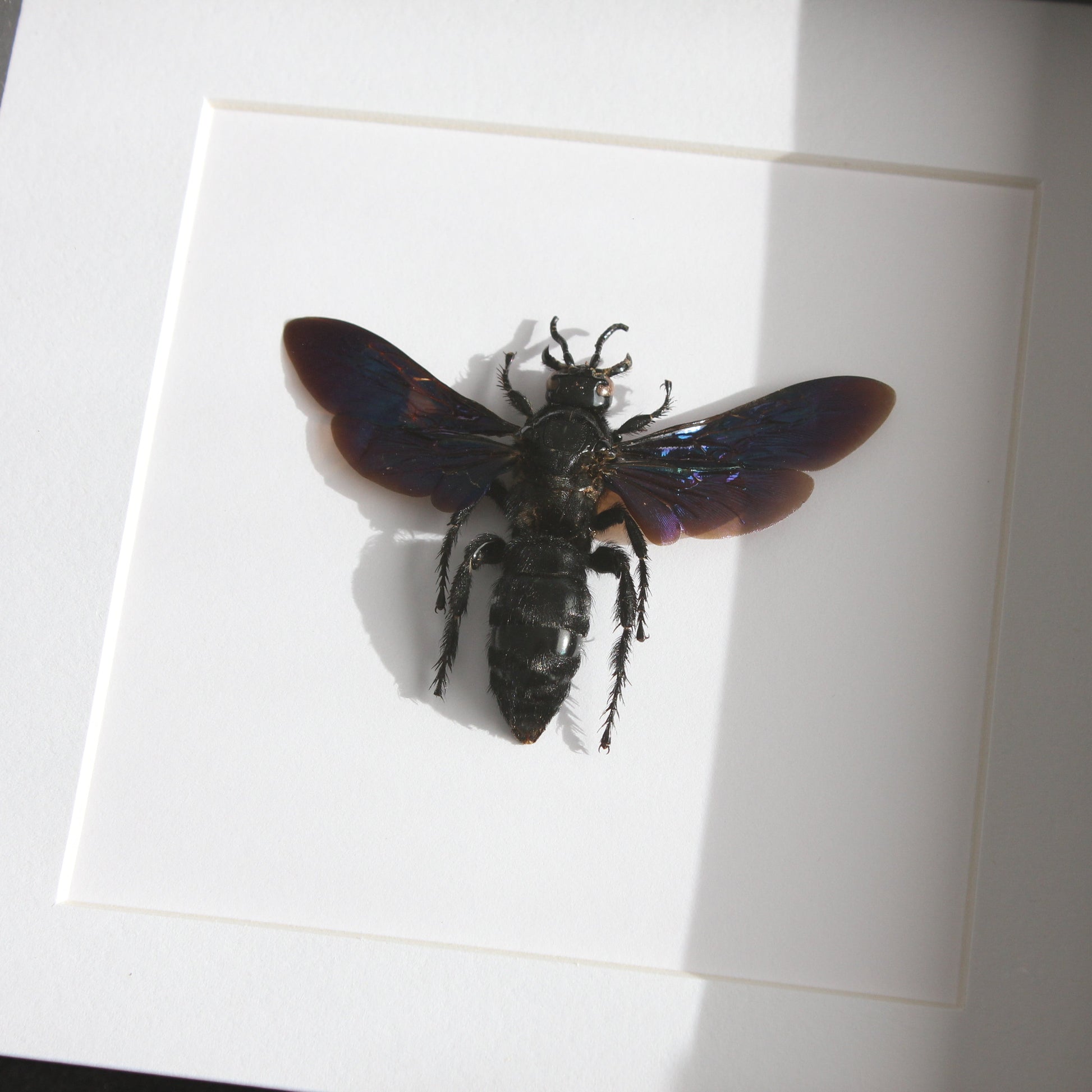 A beautiful Giant Blue Wasp (Megascolia velutina velutina) mounted onto white backing in a black shadow box frame.