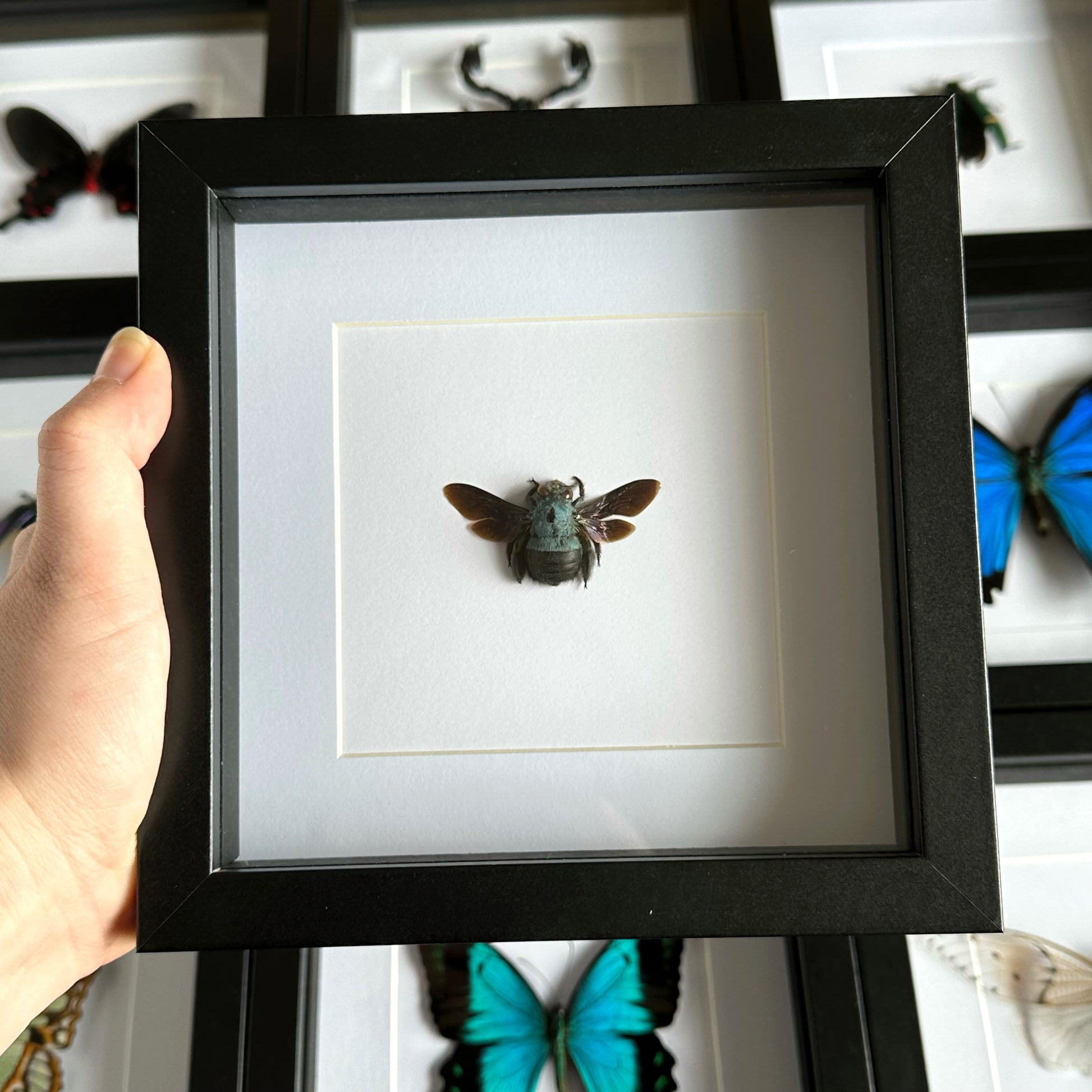 Blue Carpenter Bee (Xylocopa caerulea) in a shadow box frame