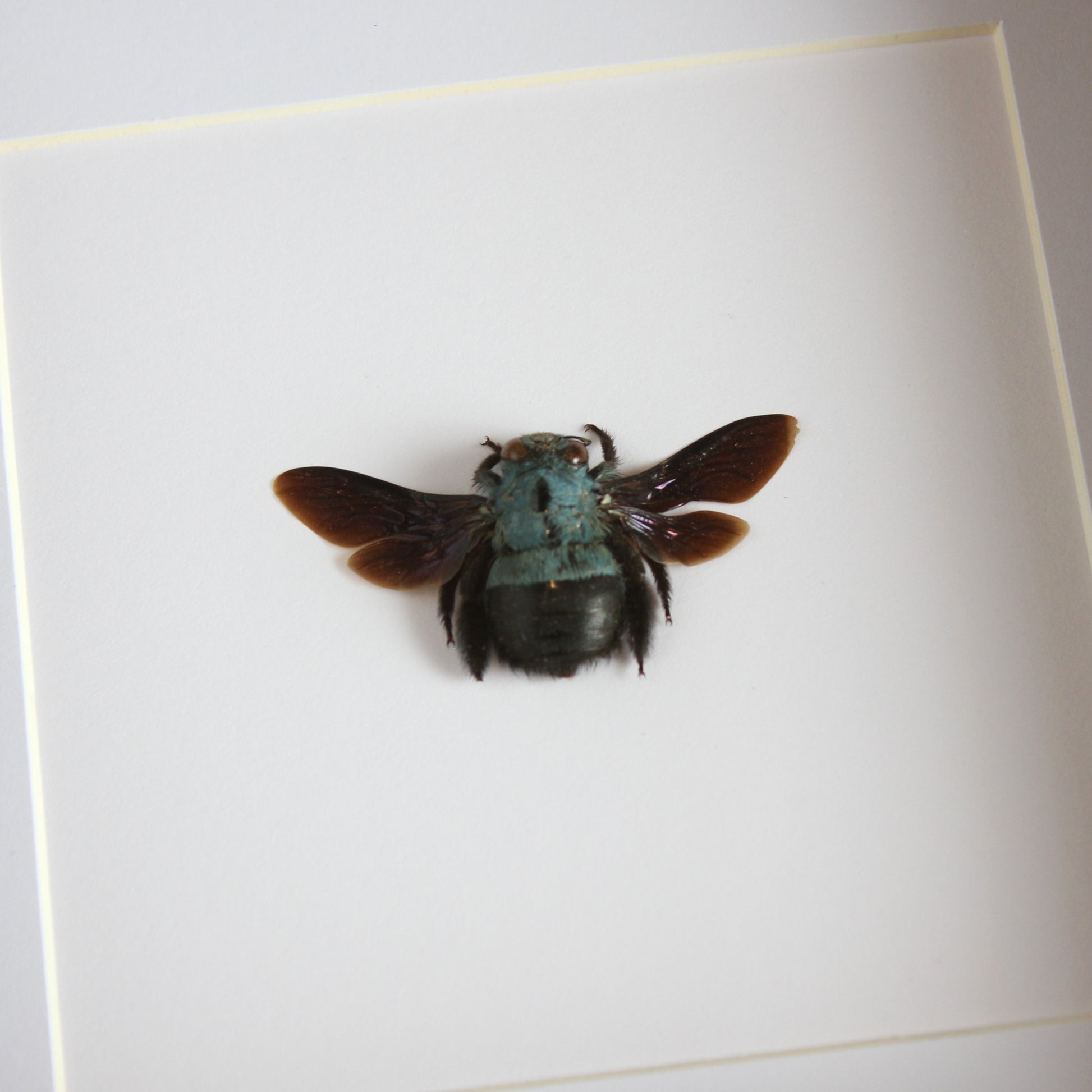 Blue Carpenter Bee (Xylocopa caerulea) in a shadow box frame