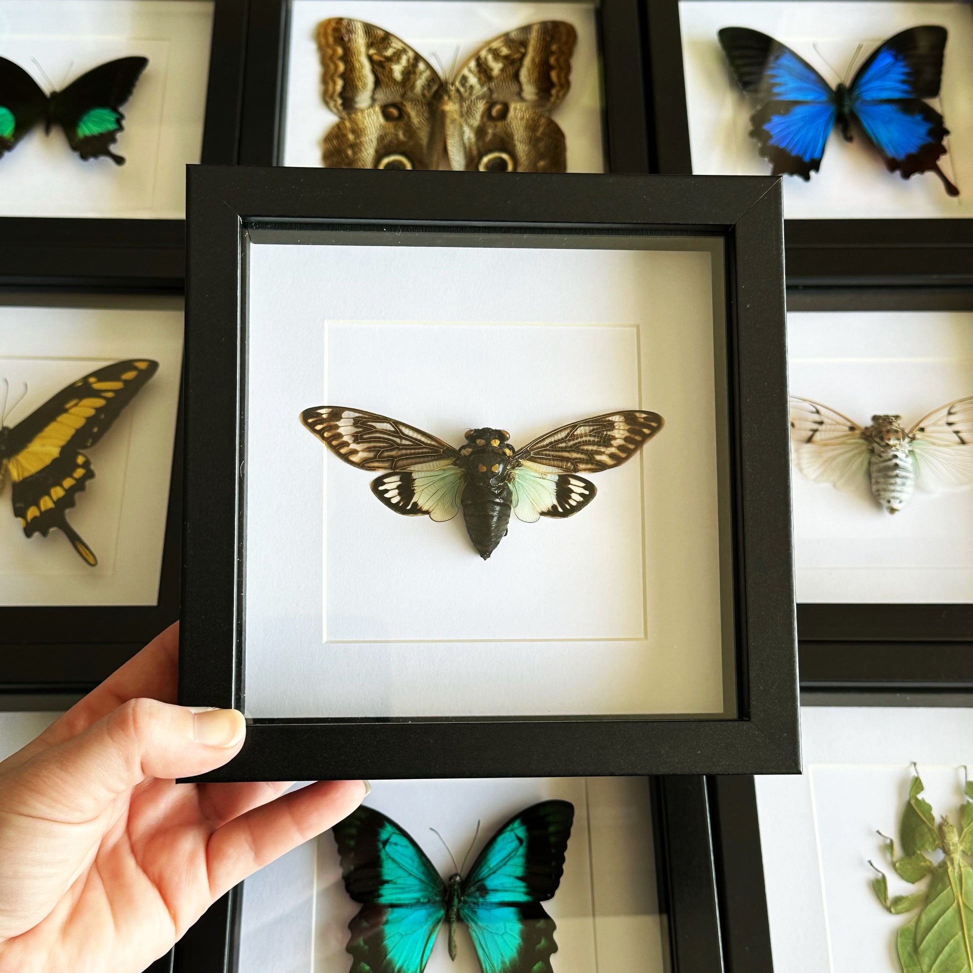 Blue Cicada (Tosena Splendida) in a shadow box frame