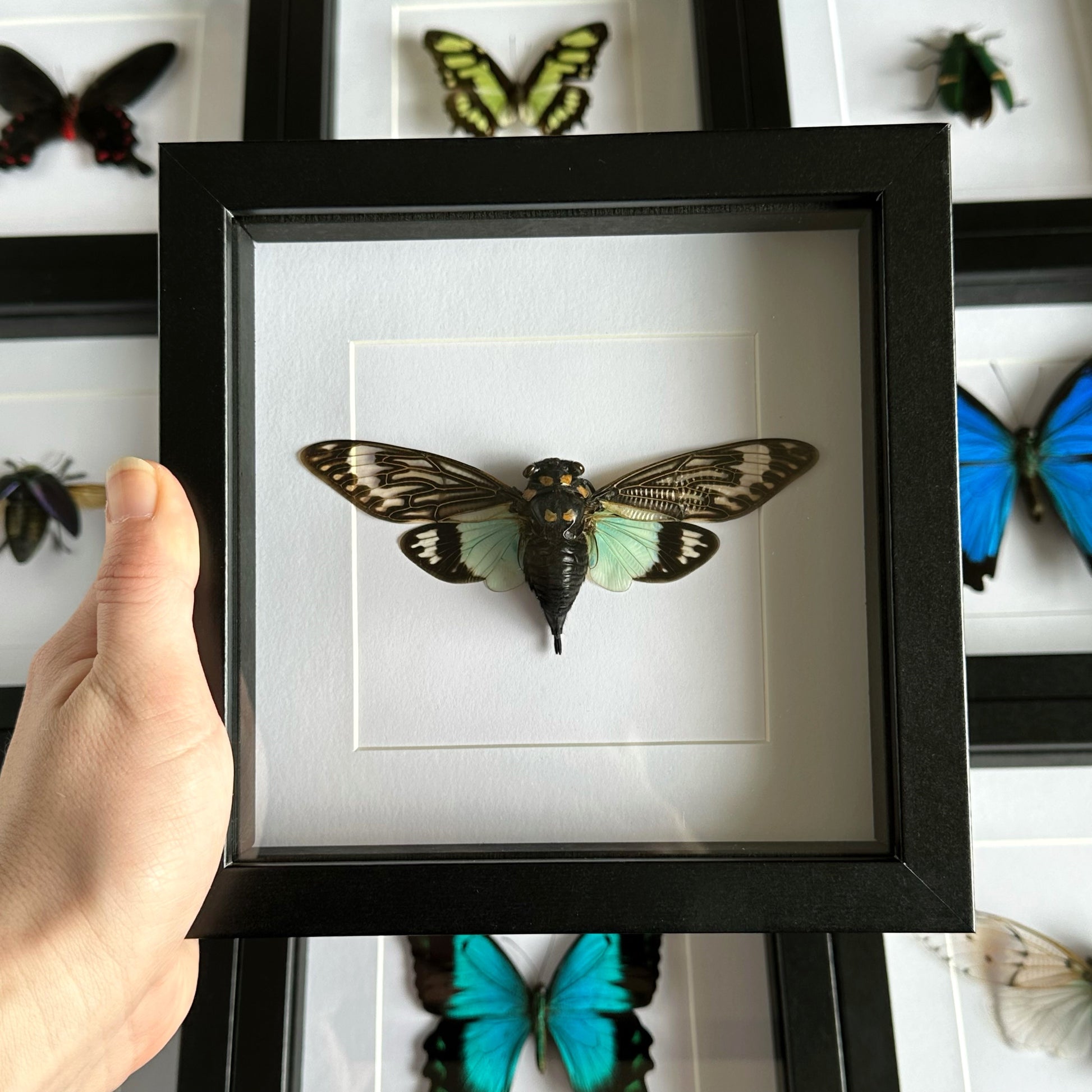 Blue Cicada (Tosena Splendida) in a shadow box frame