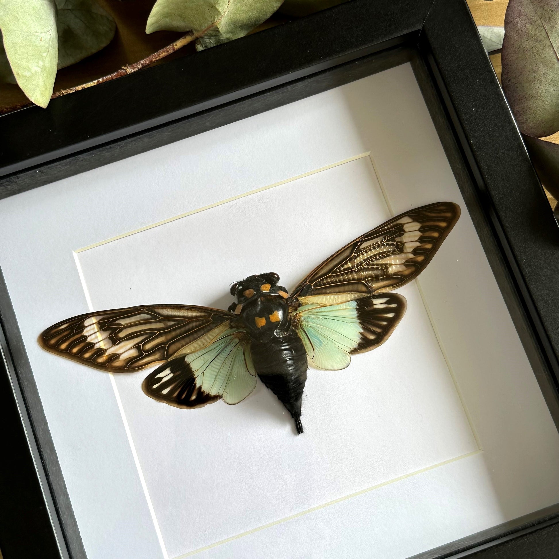 Blue Cicada (Tosena Splendida) in a shadow box frame