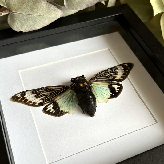 Blue Cicada (Tosena Splendida) in a shadow box frame