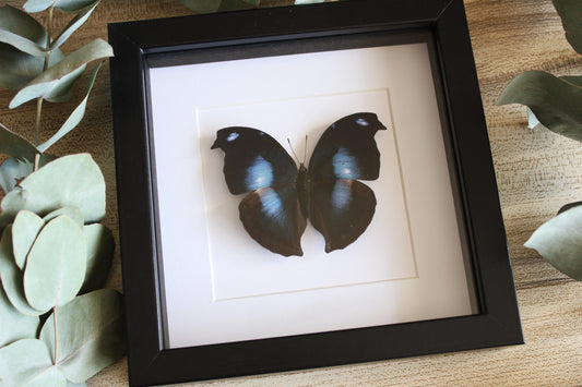 Great Blue Hookwing Butterfly (Napeocles jucunda) in a black shadow box frame