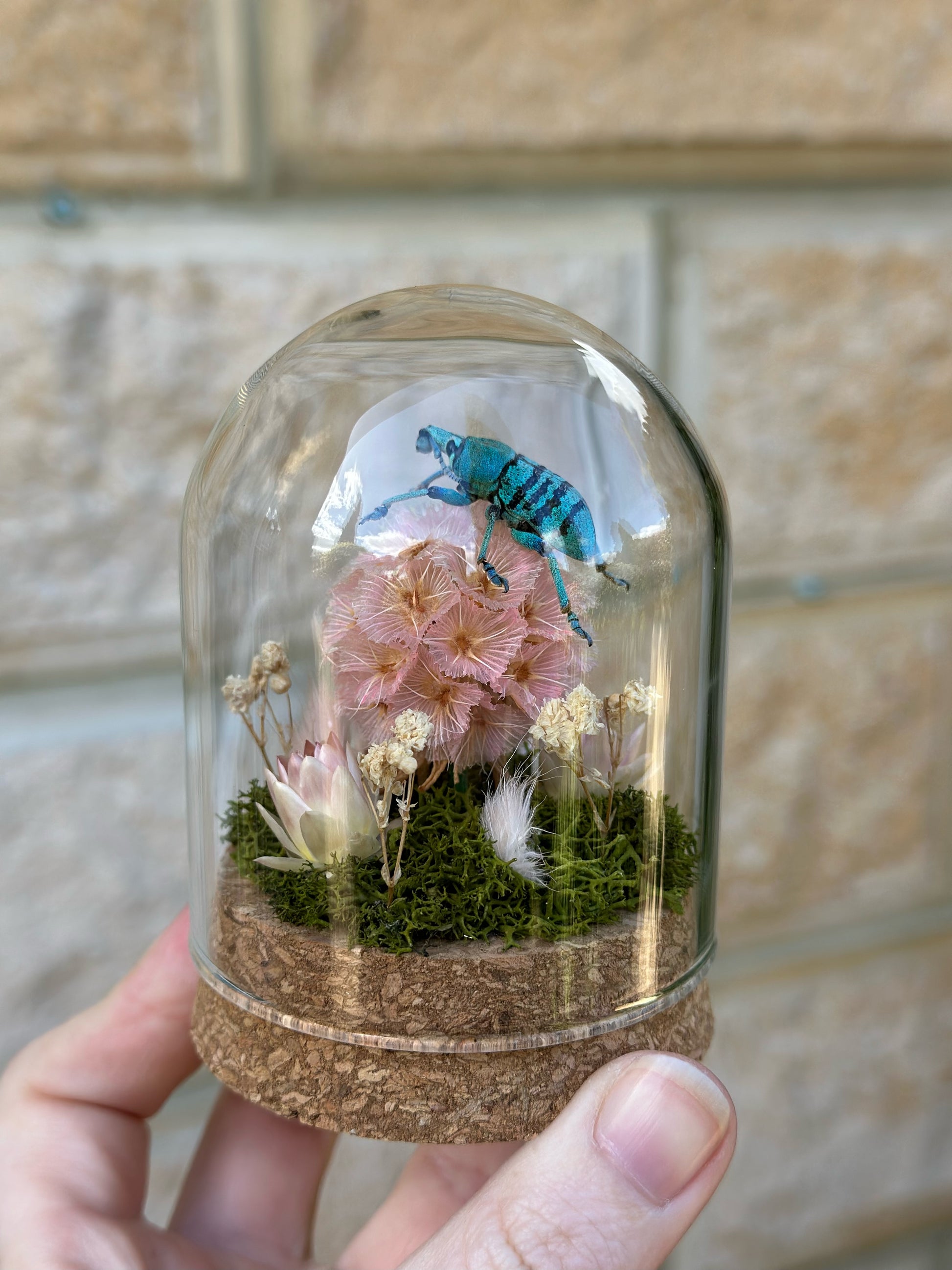 A Blue Weevil (Eupholus sp.) on a scabiosa pod in a glass dome with preserved moss and flowers