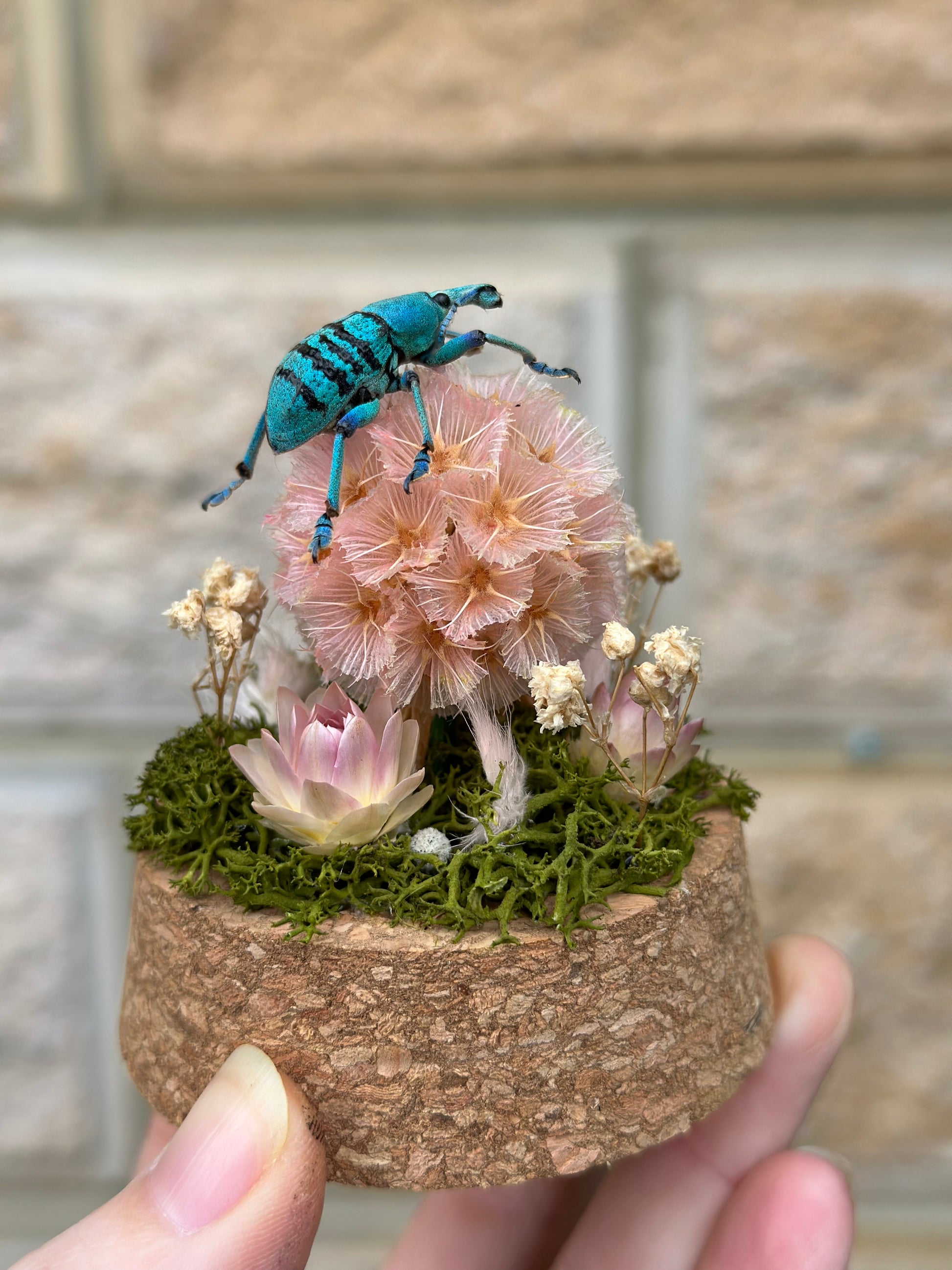 A Blue Weevil (Eupholus sp.) on a scabiosa pod in a glass dome with preserved moss and flowers