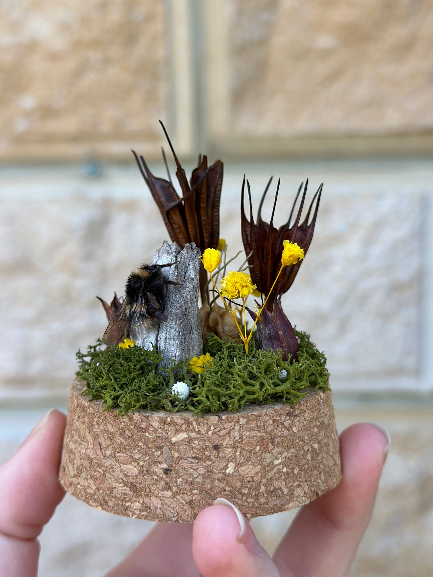 A bumble bee from Tasmania in a glass dome with preserved moss and flowers 