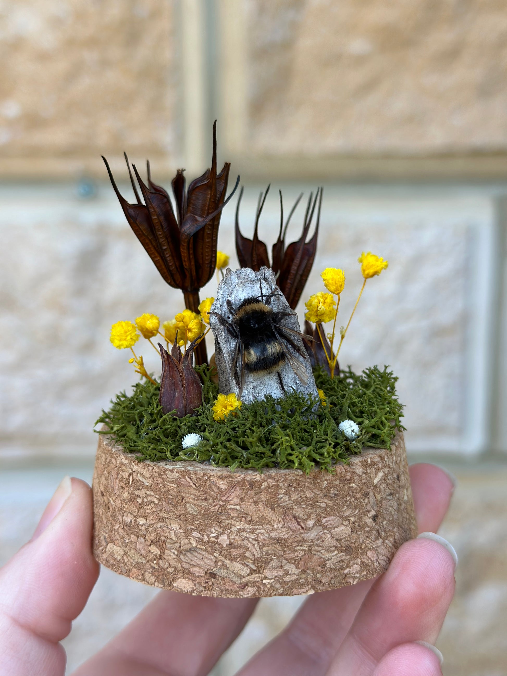 A bumble bee from Tasmania in a glass dome with preserved moss and flowers 