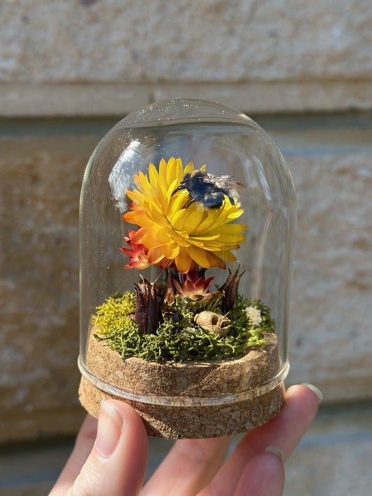 A bumble bee from Tasmania on a preserved straw flower with real reindeer moss and dried flowers