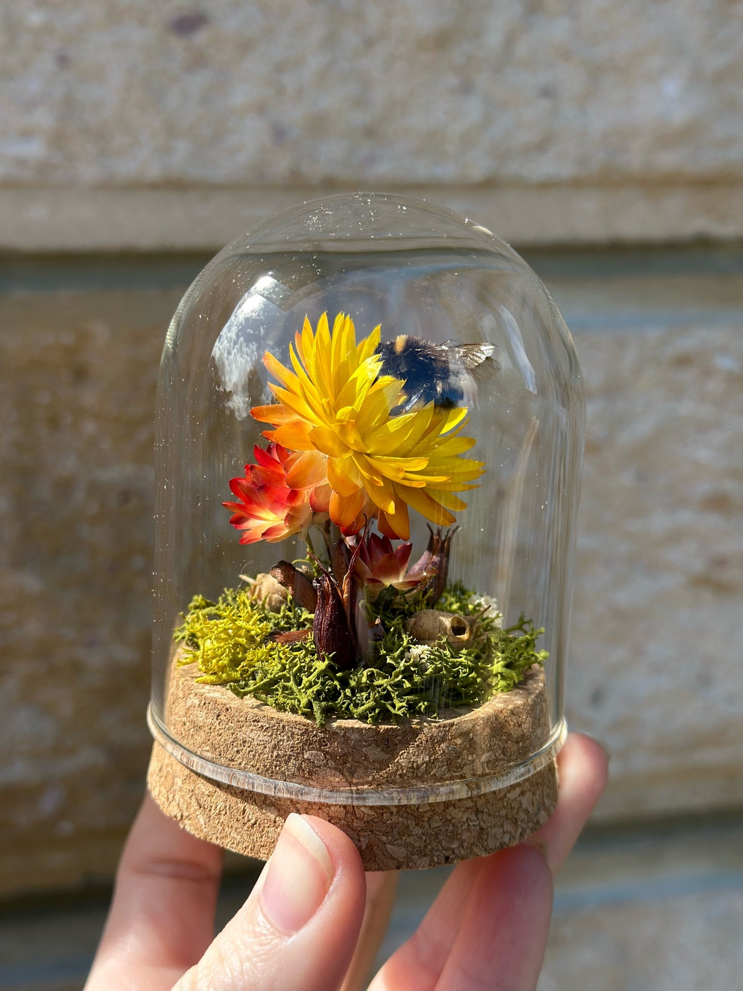 A bumble bee from Tasmania on a preserved straw flower with real reindeer moss and dried flowers