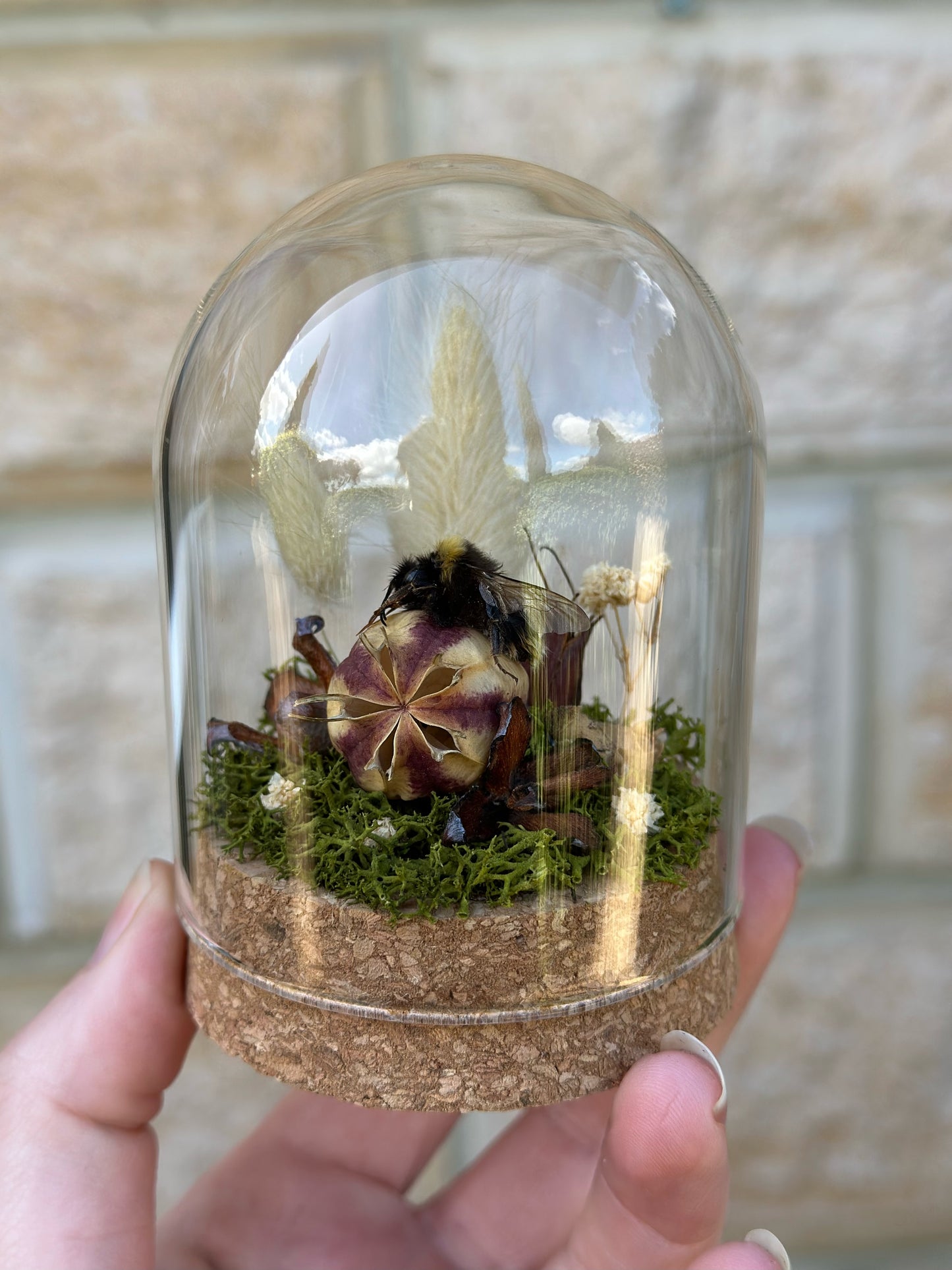 A bumble bee from Tasmania on a nigella pod with real preserved reindeer moss and flowers in a glass dome