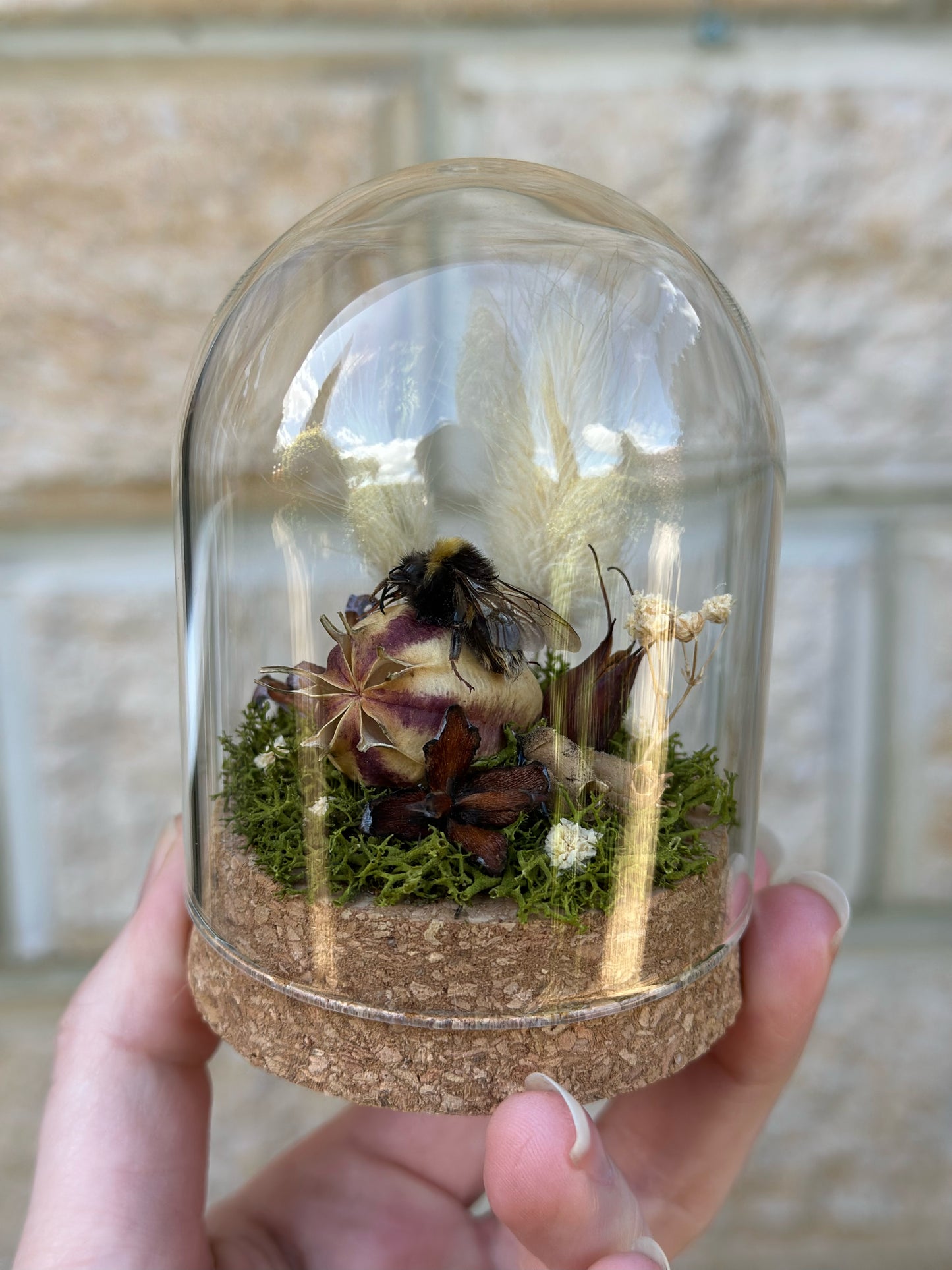 A bumble bee from Tasmania on a nigella pod with real preserved reindeer moss and flowers in a glass dome