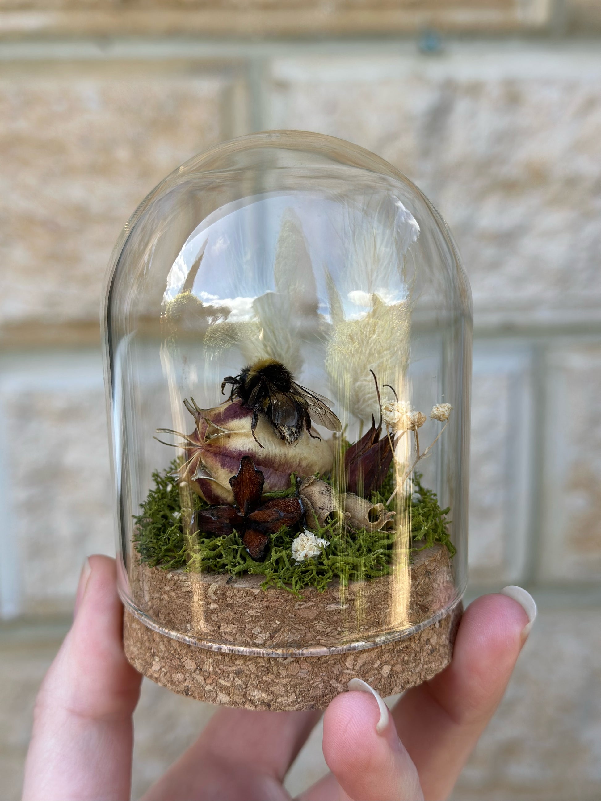 A bumble bee from Tasmania on a nigella pod with real preserved reindeer moss and flowers in a glass dome