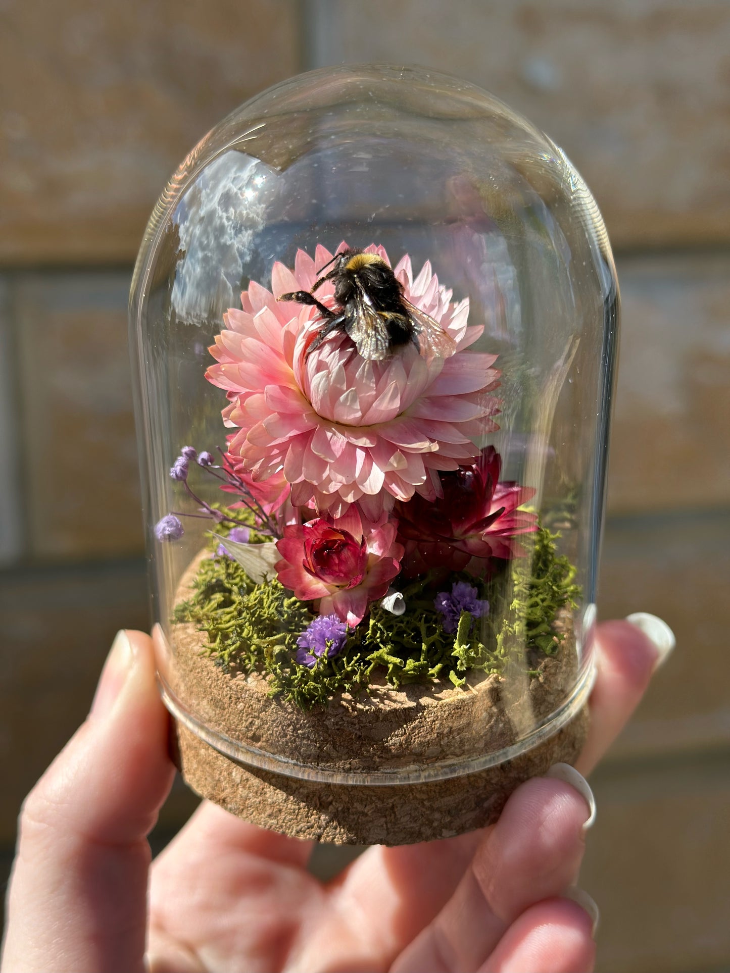 A bumble bee from Tasmania on a strawflower with real preserved reindeer moss in a glass dome