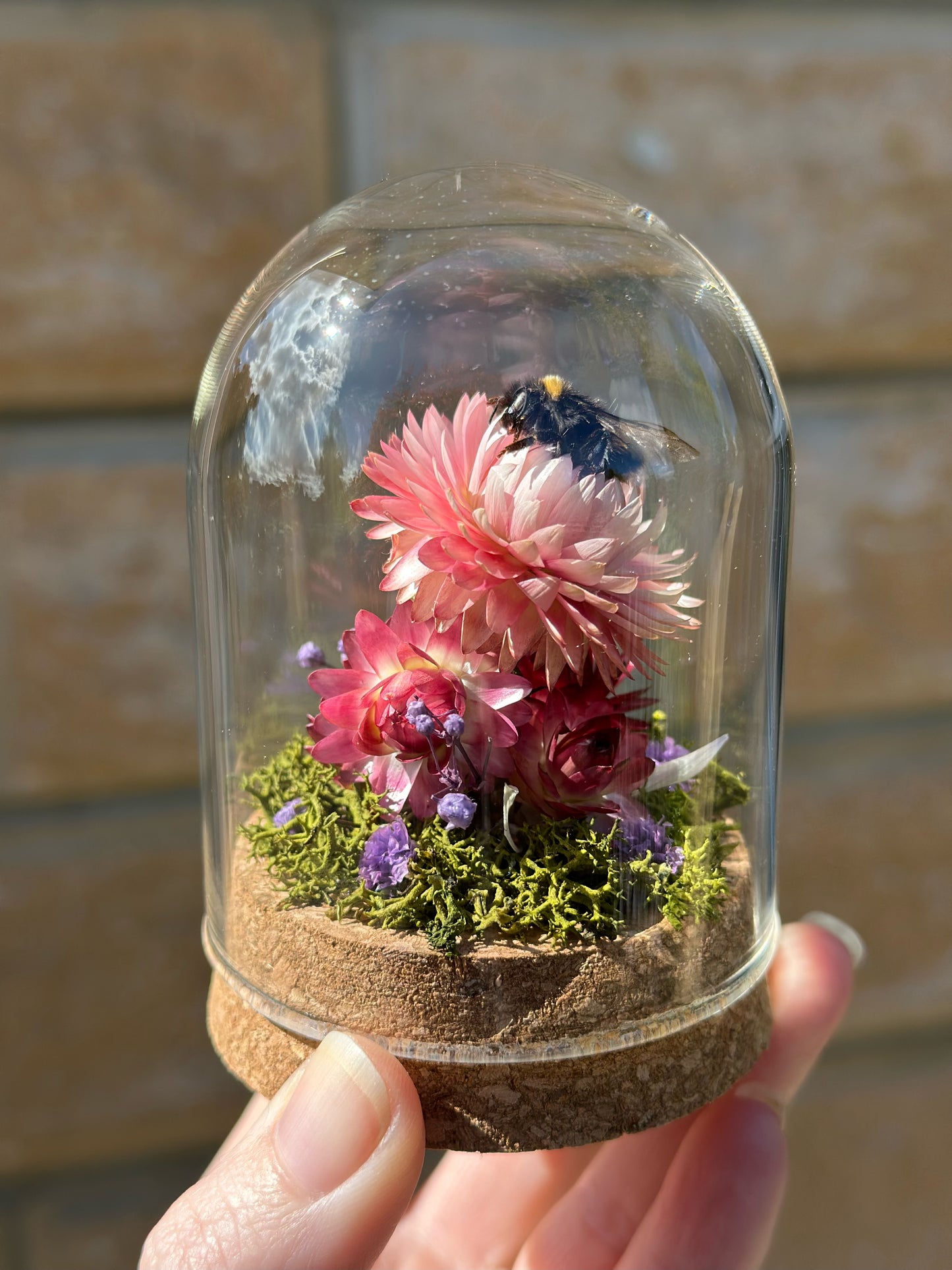 A bumble bee from Tasmania on a strawflower with real preserved reindeer moss in a glass dome