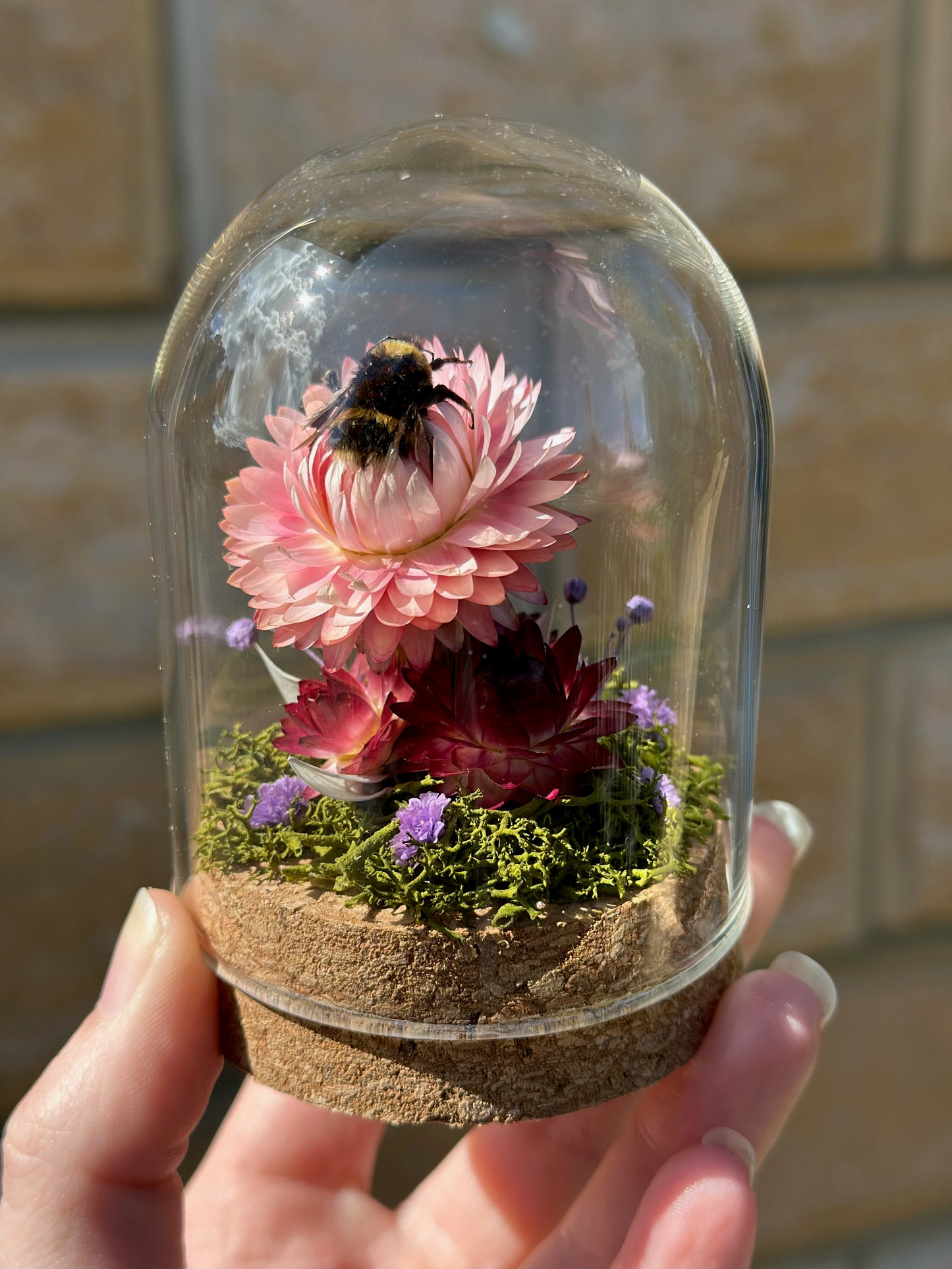 A bumble bee from Tasmania on a strawflower with real preserved reindeer moss in a glass dome