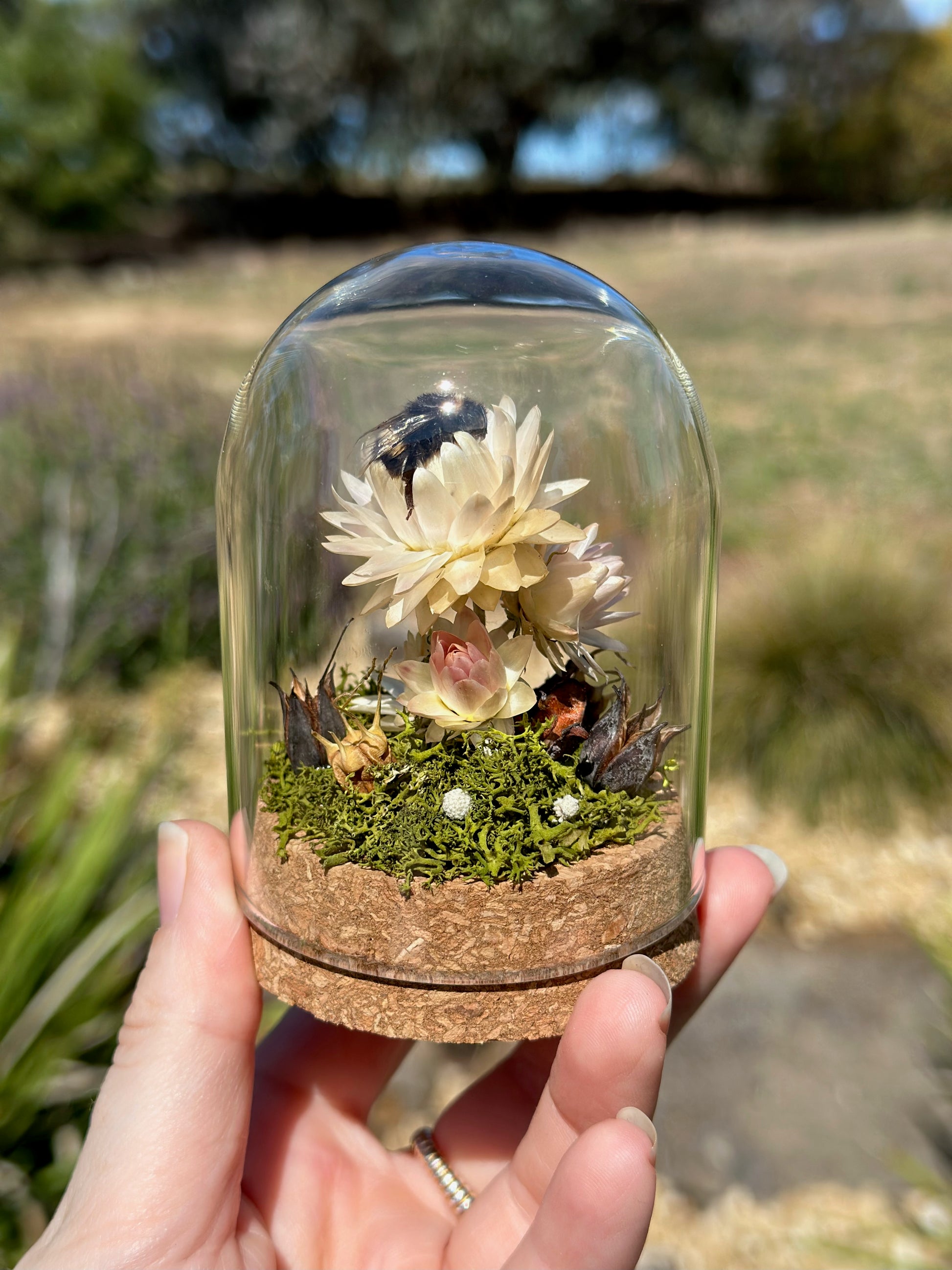 A bumble bee on a strawflower with preserved florals in a glass dome terrarium 