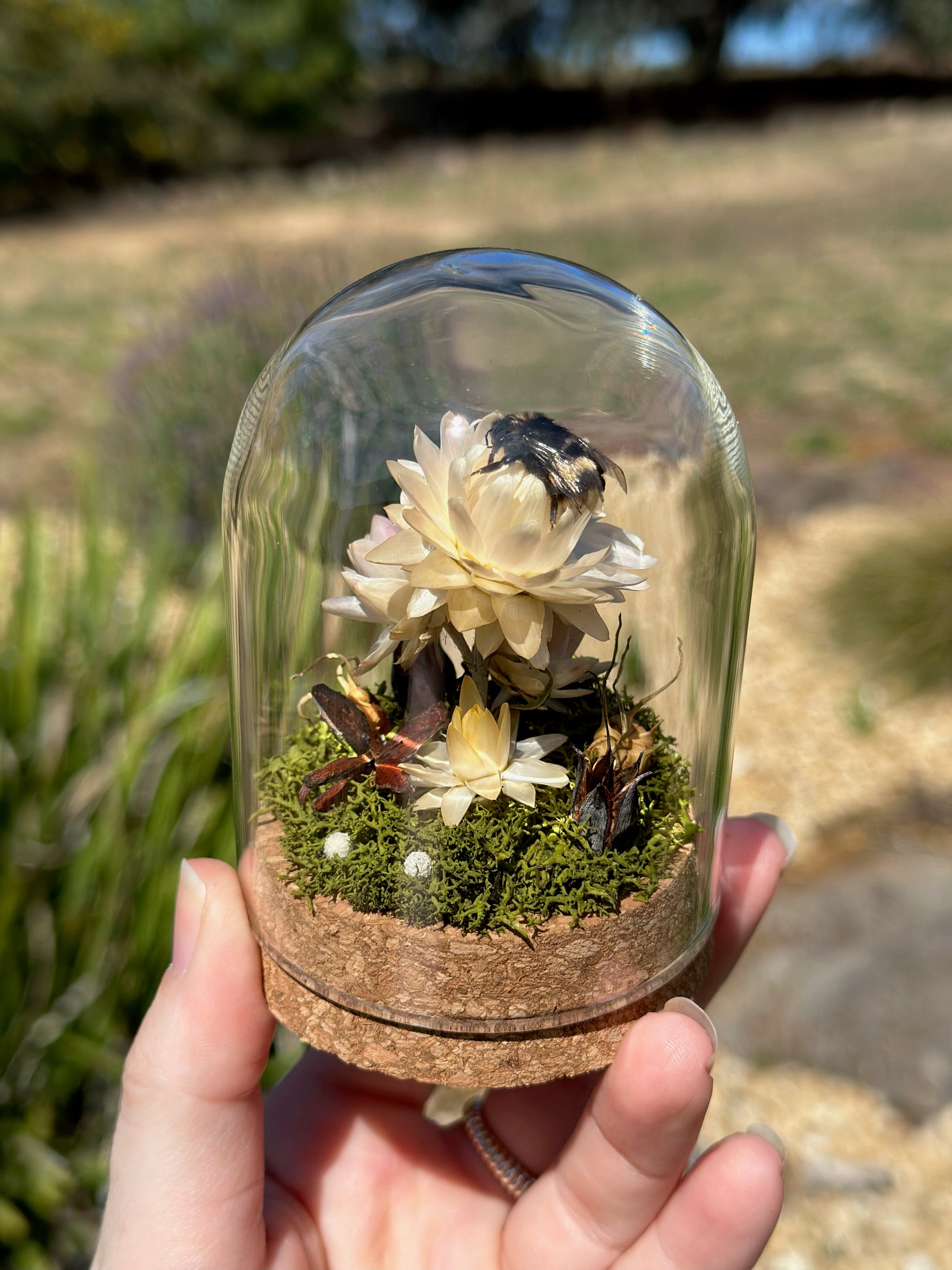 A bumble bee on a strawflower with preserved florals in a glass dome terrarium 