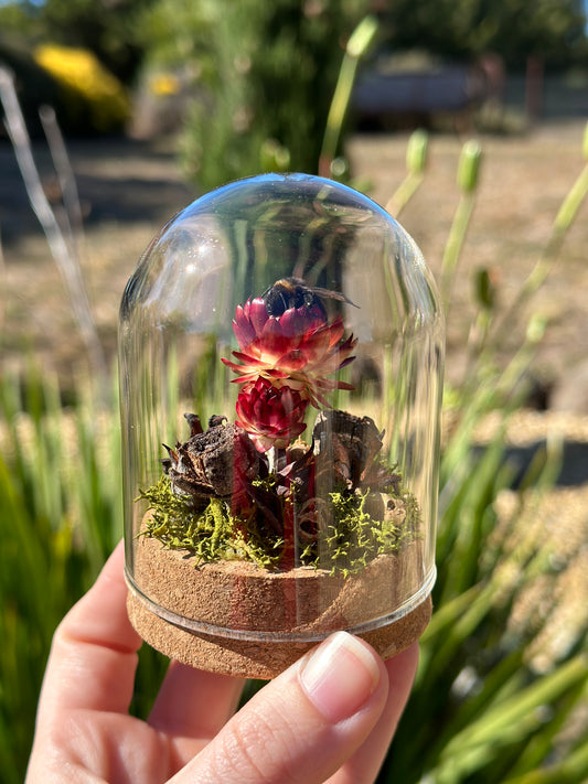A bumble bee in a glass dome on a preserved strawflower with moss and dried florals