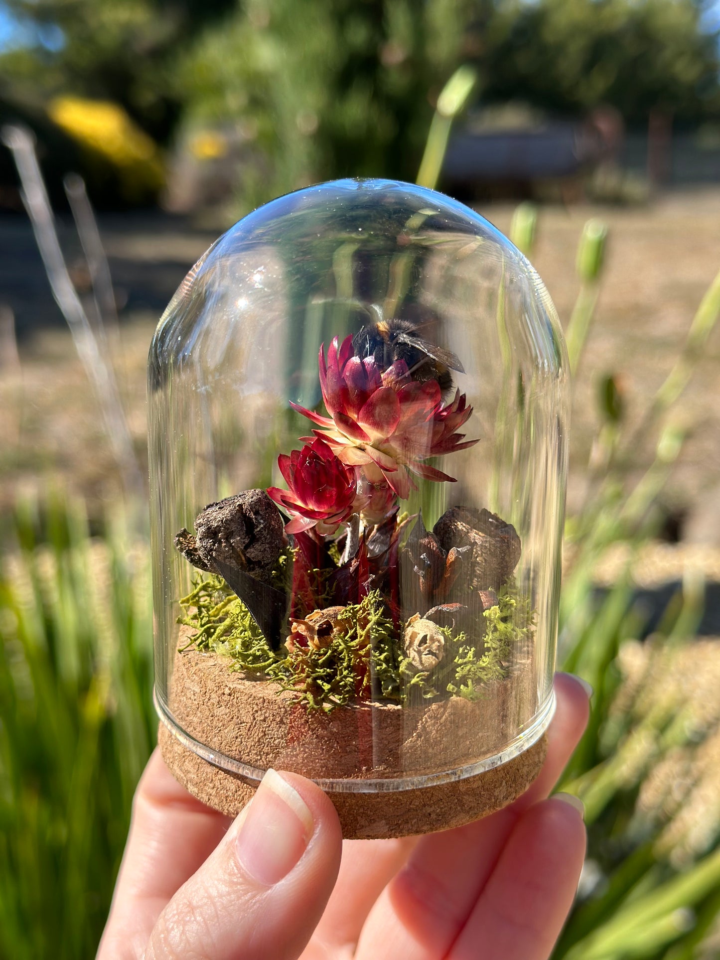 A bumble bee in a glass dome on a preserved strawflower with moss and dried florals