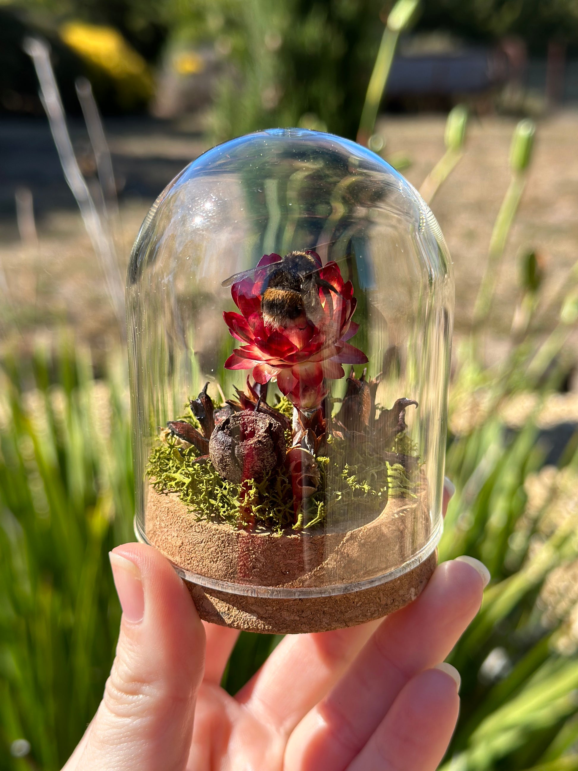 A bumble bee in a glass dome on a preserved strawflower with moss and dried florals