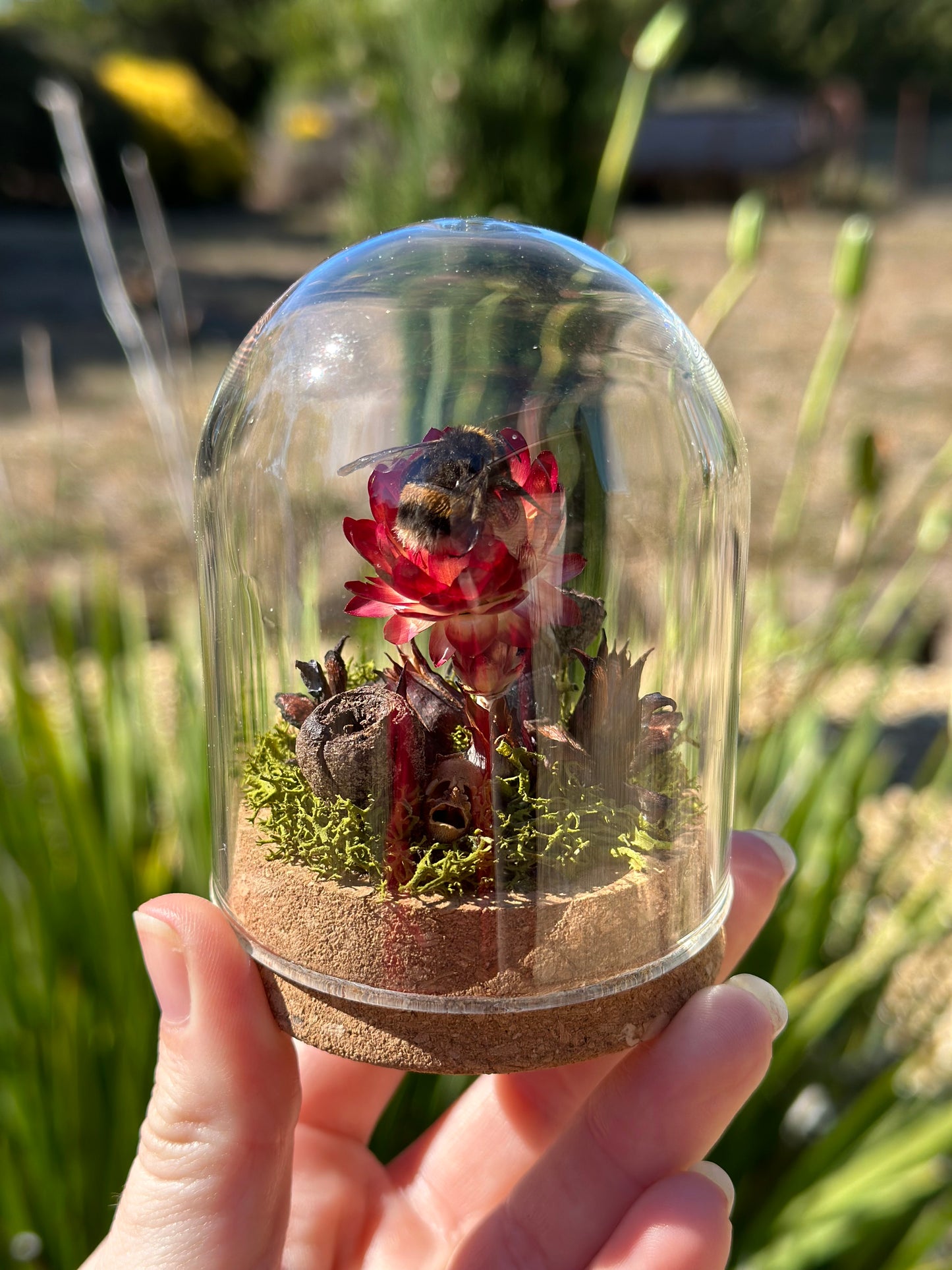 A bumble bee in a glass dome on a preserved strawflower with moss and dried florals