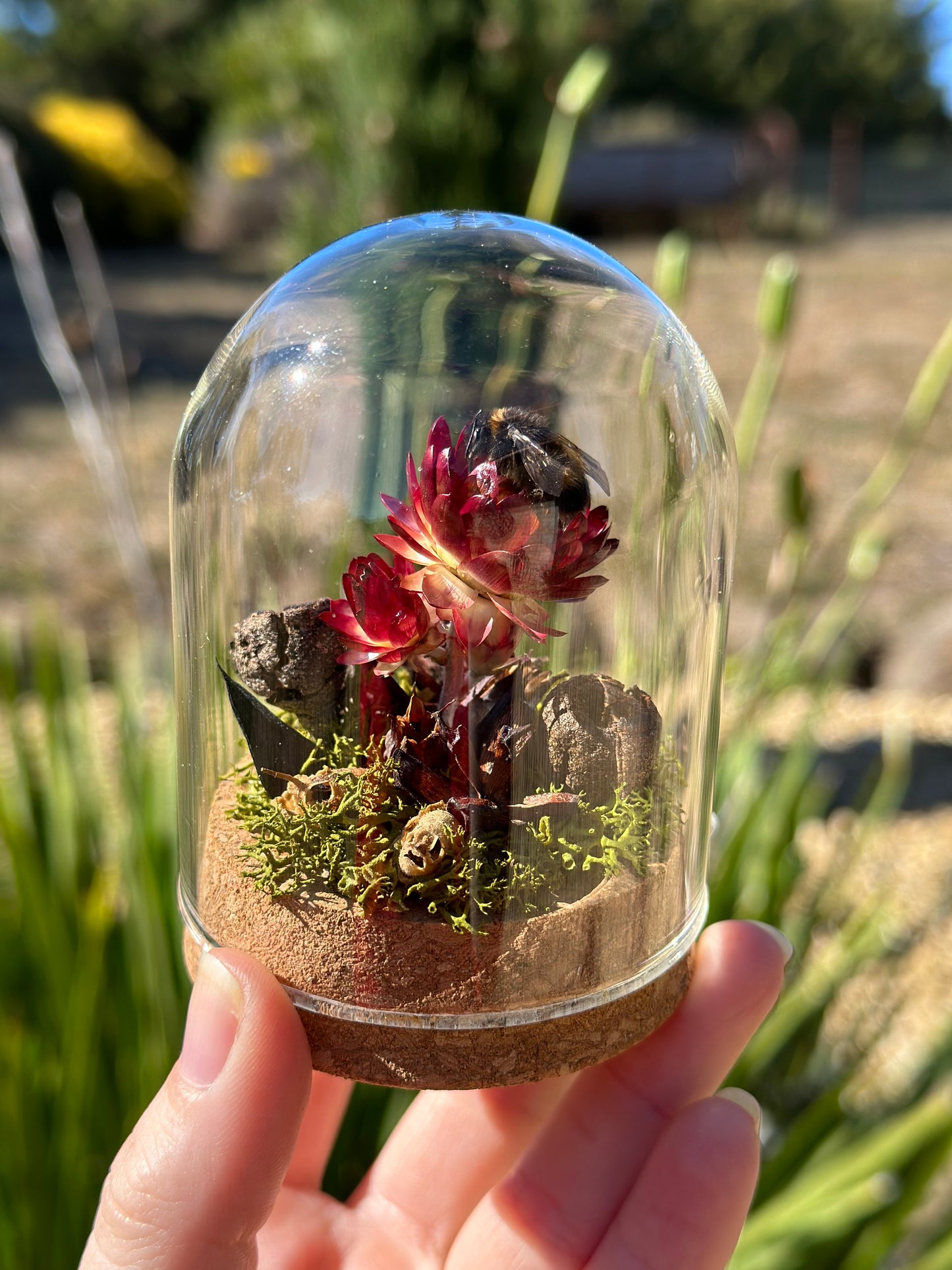 A bumble bee in a glass dome on a preserved strawflower with moss and dried florals