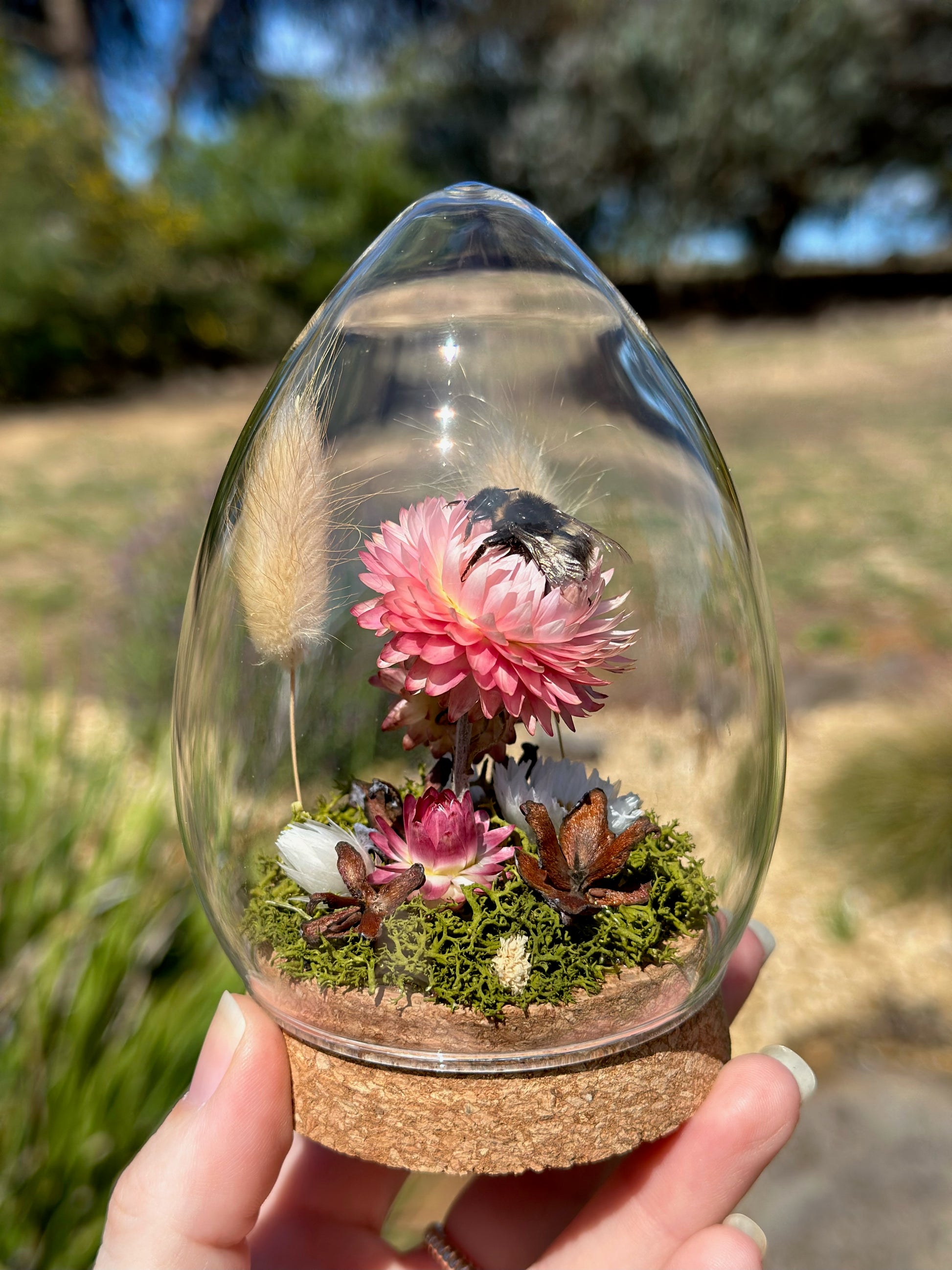 A bumble bee on pink strawflower in an egg-shaped glass dome terrarium 