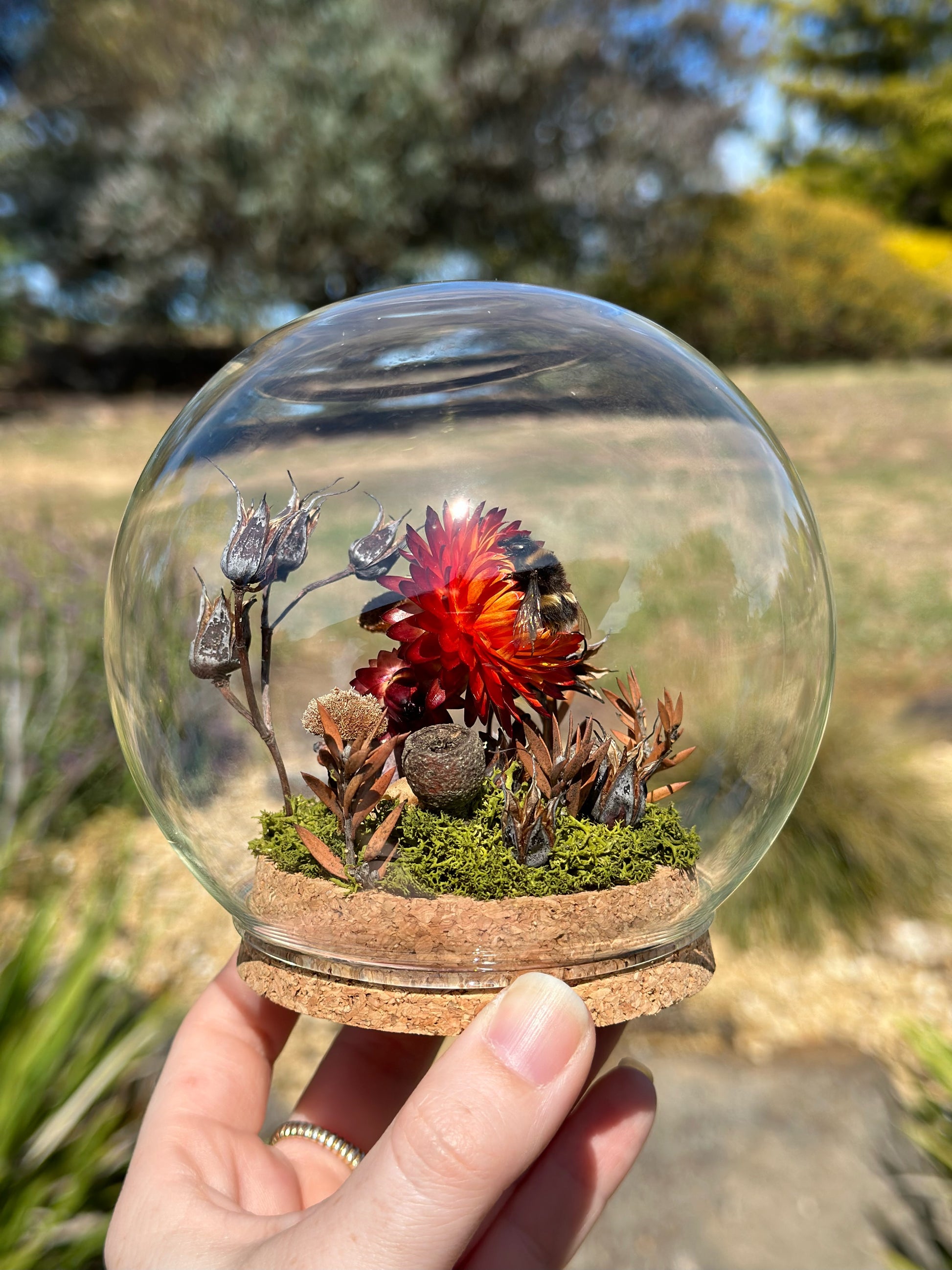 A bumble bee on a strawflower in a glass globe with preserved florals. 