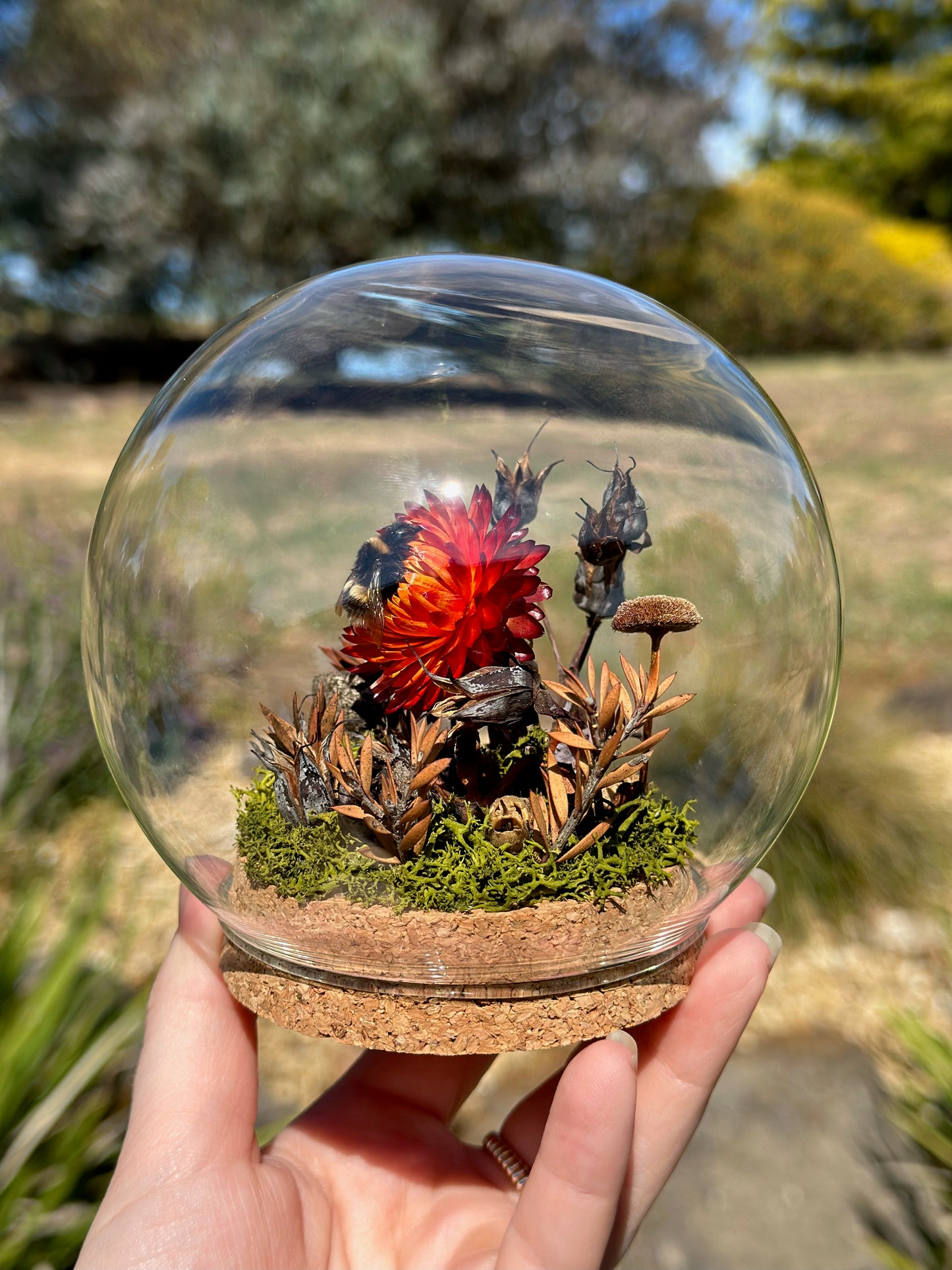 A bumble bee on a strawflower in a glass globe with preserved florals. 