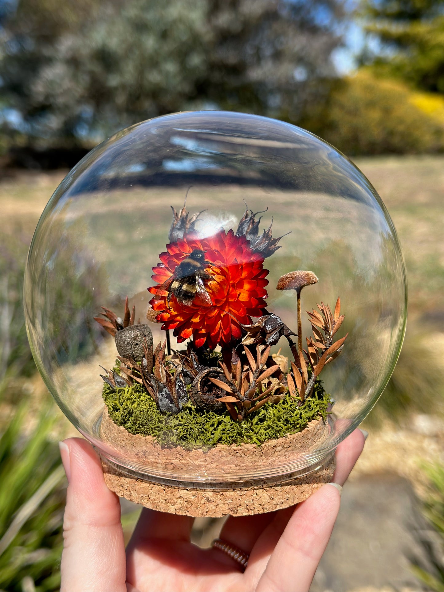 A bumble bee on a strawflower in a glass globe with preserved florals. 