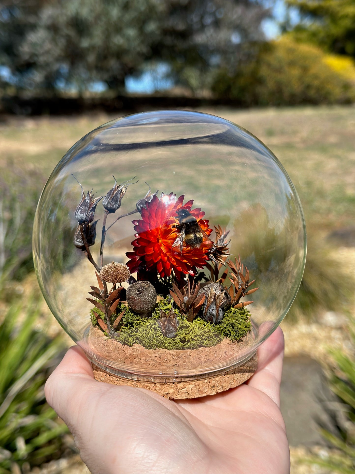 A bumble bee on a strawflower in a glass globe with preserved florals. 